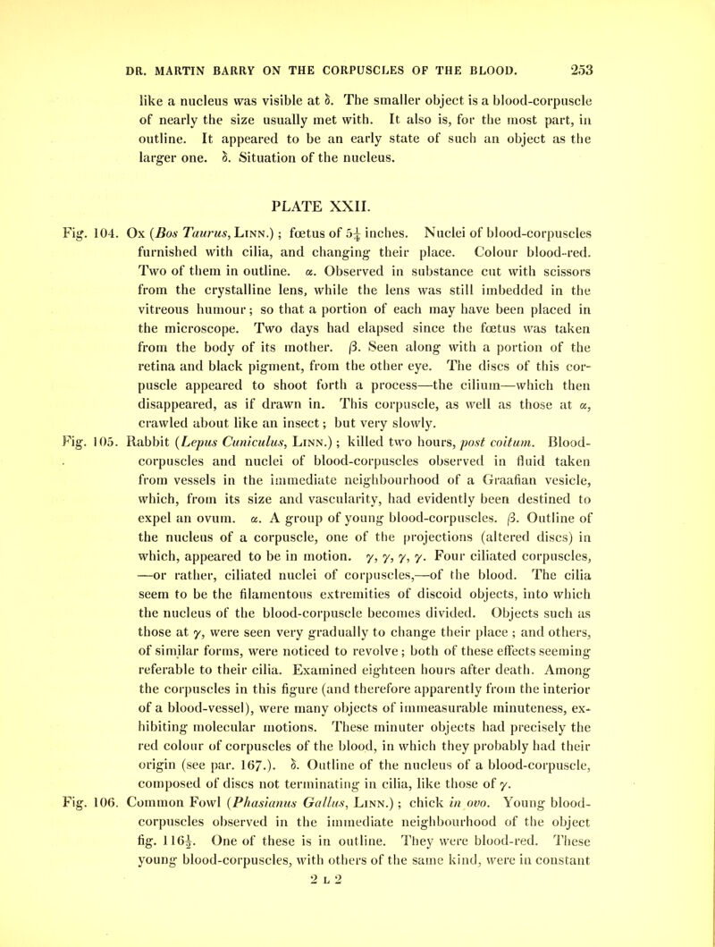 like a nucleus was visible at ci. The smaller object is a blood-corpuscle of nearly the size usually met with. It also is, for the most part, in outline. It appeared to be an early state of such an object as the larger one. S. Situation of the nucleus. PLATE XXII. Fig. 104. Ox (Bos Taurus, Linn.) ; foetus of 5^ inches. Nuclei of blood-corpuscles furnished with cilia, and changing their place. Colour blood-red. Two of them in outline, a. Observed in substance cut with scissors from the crystalline lens, while the lens was still imbedded in the vitreous humour; so that a portion of each may have been placed in the microscope. Two days had elapsed since the foetus was taken from the body of its mother. (3. Seen along with a portion of the retina and black pigment, from the other eye. The discs of this cor- puscle appeared to shoot forth a process—the ciliurn—which then disappeared, as if drawn in. This corpuscle, as well as those at u, crawled about like an insect; but very slowly. Fig. 105. Rabbit (Lepus Cuniculus, Linn.) ; killed two hours, post coiturn. Blood- corpuscles and nuclei of blood-corpuscles observed in fluid taken from vessels in the immediate neighbourhood of a Graafian vesicle, which, from its size and vascularity, had evidently been destined to expel an ovum. a. A group of young blood-corpuscles. (3. Outline of the nucleus of a corpuscle, one of the projections (altered discs) in which, appeared to be in motion, y, y, y, y. Four ciliated corpuscles, —or rather, ciliated nuclei of corpuscles,—of the blood. The cilia seem to be the filamentous extremities of discoid objects, into which the nucleus of the blood-corpuscle becomes divided. Objects such as those at y, were seen very gradually to change their place ; and others, of similar forms, were noticed to revolve ; both of these effects seeming referable to their cilia. Examined eighteen hours after death. Among the corpuscles in this figure (and therefore apparently from the interior of a blood-vessel), were many objects of immeasurable minuteness, ex- hibiting molecular motions. These minuter objects had precisely the red colour of corpuscles of the blood, in which they probably had their origin (see par. 167-)- Outline of the nucleus of a blood-corpuscle, composed of discs not terminating in cilia, like those of y. Fig. 106. Common Fowl (Phasianus Gallus, Linn.) ; chick in ovo. Young blood- corpuscles observed in the immediate neighbourhood of the object fig. 116^. One of these is in outline. They were blood-red. These young blood-corpuscles, with others of the same kind, were in constant 2 L 2