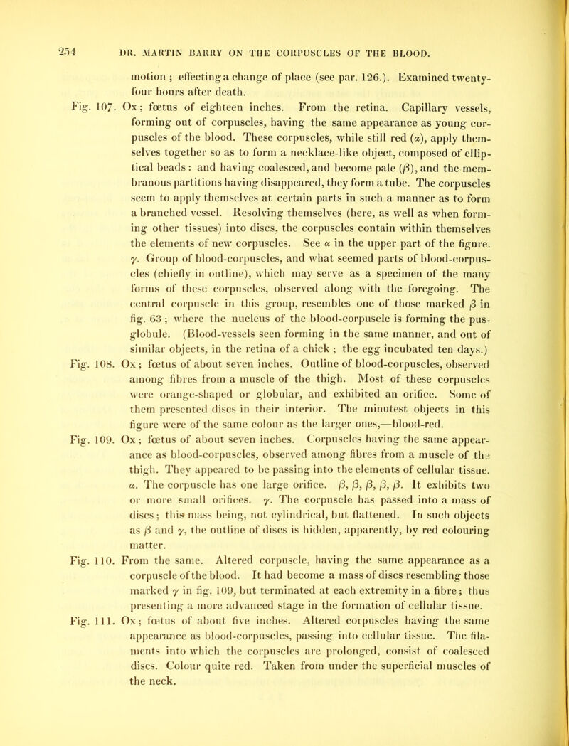 motion ; effecting a change of place (see par. 126.). Examined twenty- four hours after death. Fig. 107. Ox; foetus of eighteen inches. From the retina. Capillary vessels, forming out of corpuscles, having the same appearance as young cor- puscles of the blood. These corpuscles, while still red (a), apply them- selves together so as to form a necklace-like object, composed of ellip- tical beads : and having coalesced, and become pale (j3), and the mem- branous partitions having disappeared, they form a tube. The corpuscles seem to apply themselves at certain parts in such a manner as to form a branched vessel. Resolving themselves (here, as well as when form- ing other tissues) into discs, the corpuscles contain within themselves the elements of new corpuscles. See a in the upper part of the figure. 7. Group of blood-corpuscles, and what seemed parts of blood-corpus- cles (chiefly in outline), which may serve as a specimen of the many forms of these corpuscles, observed along with the foregoing. The central corpuscle in this group, resembles one of those marked {3 in fig. 63 ; where the nucleus of the blood-corpuscle is forming the pus- globule. (Blood-vessels seen forming in the same manner, and out of similar objects, in the retina of a chick ; the egg incubated ten days.) Fig. 108. Ox ; foetus of about seven inches. Outline of blood-corpuscles, observed among fibres from a muscle of the thigh. Most of these corpuscles were orange-shaped or globular, and exhibited an orifice. Some of them presented discs in their interior. The minutest objects in this figure were of the same colour as the larger ones,—blood-red. Fig. 109. Ox ; foetus of about seven inches. Corpuscles having the same appear- ance as blood-corpuscles, observed among fibres from a muscle of the thigh. They appeared to be passing into the elements of cellular tissue, a. The corpuscle has one large orifice. (3, (3, (3, (3, (3. It exhibits two or more small orifices. 7. The corpuscle has passed into a mass of discs; this mass being, not cylindrical, but flattened. In such objects as (3 and 7, the outline of discs is hidden, apparently, by red colouring matter. Fig. 110. From the same. Altered corpuscle, having the same appearance as a corpuscle of the blood. It had become a mass of discs resembling those marked 7 in fig. 109, but terminated at each extremity in a fibre; thus presenting a more advanced stage in the formation of cellular tissue. Fig. 111. Ox; foetus of about five inches. Altered corpuscles having the same appearance as blood-corpuscles, passing into cellular tissue. The fila- ments into which the corpuscles are prolonged, consist of coalesced discs. Colour quite red. Taken from under the superficial muscles of the neck.