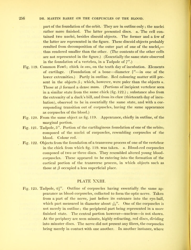 part of the foundation of the orbit. They are in outline only; the nuclei rather more finished. The latter presented discs, a. The cell con- tained two nuclei, besides discoid objects. The former and a few of the latter are represented in the figure. These discoid objects probably resulted from decomposition of the outer part of one of the nuclei,— thus rendered smaller than the other. (The contents of the other cells are not represented in the figure.) (Essentially the same state observed in the foundation of a vertebra, in a Tadpole of 7'-) Fig. 119. Common Fowl; chick in ovo, on the tenth day of incubation. Elements of cartilage. (Foundation of a bone—diameter y—in one of the lower extremities.) Partly in outline. Red colouring matter still pre- sent in the objects (3 ; wrhich, however, were paler than the objects a. Those at /3 formed a dense mass. (Portions of incipient vertebrae seen in a similar state from the same chick (fig. 122.) ; substance also from the extremity of a duck’s bill, and from its claw (thirteenth day of incu- bation), observed to be in essentially the same state, and with a cor- responding transition out of corpuscles, having the same appearance as corpuscles of the blood.) Fig. 120. From the same object as fig. 119. Appearance, chiefly in outline, of the marginal portion. Fig. 121. Tadpole, 5'. Portion of the cartilaginous foundation of one of the orbits; composed of the nuclei of corpuscles, resembling corpuscles of the blood. Colour red. Fig. 122. Objects from the foundation of a transverse process of one of the vertebrae in the chick from which fig. 119. was taken, a. Blood-red corpuscles composed of two or three discs. They resembled altered young blood- corpuscles. These appeared to be entering into the formation of the cortical portion of the transverse process, in w'hich objects such as those at (3 occupied a less superficial place. PLATE XXIII. Fig. 123. Tadpole, 4^'. Outline of corpuscles having essentially the same ap- pearance as blood-corpuscles, collected to form the optic nerve. Taken from a part of the nerve, just before its entrance into the eye-ball, which part measured in diameter about One of the corpuscles is not merely in outline; the peripheral part being represented in a more finished state. The central portion however—nucleus—is not shown. At the periphery are seen minute, highly refracting, red discs, dividing into minuter discs. The nerve did not present any fibres, the corpuscles being merely in contact with one another. In another instance, where
