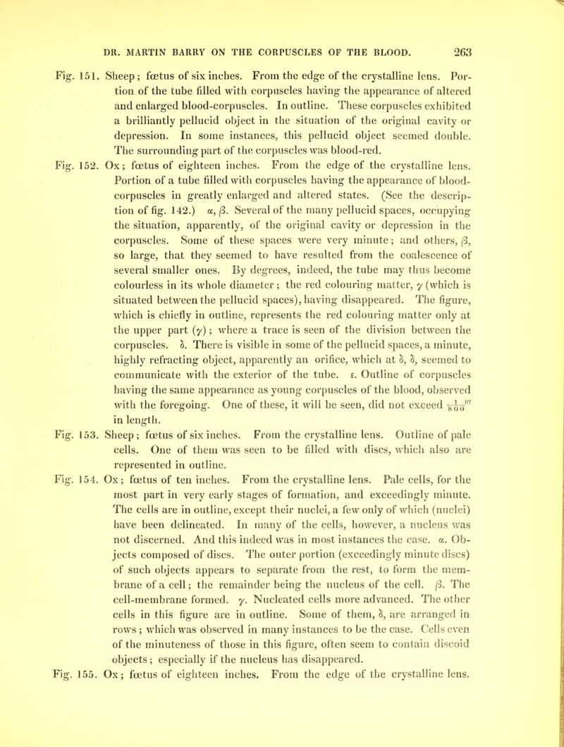 Fig. 151. Sheep; foetus of six inches. From the edge of the crystalline lens. Por- tion of the tube filled with corpuscles having the appearance of altered and enlarged blood-corpuscles. In outline. These corpuscles exhibited a brilliantly pellucid object in the situation of the original cavity or depression. In some instances, this pellucid object seemed double. The surrounding part of the corpuscles was blood-red. Fig. 152. Ox; foetus of eighteen inches. From the edge of the crystalline lens. Portion of a tube filled with corpuscles having the appearance of blood- corpuscles in greatly enlarged and altered states. (See the descrip- tion of fig. 142.) a, (3. Several of the many pellucid spaces, occupying the situation, apparently, of the original cavity or depression in the corpuscles. Some of these spaces were very minute; and others, (3, so large, that they seemed to have resulted from the coalescence of several smaller ones. By degrees, indeed, the tube may thus become colourless in its whole diameter; the red colouring matter, y (which is situated between the pellucid spaces), having disappeared. The figure, which is chiefly in outline, represents the red colouring matter only at the upper part (y); where a trace is seen of the division between the corpuscles. 1. There is visible in some of the pellucid spaces, a minute, highly refracting object, apparently an orifice, which at seemed to communicate with the exterior of the tube. e. Outline of corpuscles having the same appearance as young corpuscles of the blood, observed with the foregoing. One of these, it will be seen, did not exceed in length. Fig. 153. Sheep; foetus of six inches. From the crystalline lens. Outline of pale cells. One of them was seen to be filled with discs, which also are represented in outline. Fig. 154. Ox; foetus of ten inches. From the crystalline lens. Pale cells, for the most part in very early stages of formation, and exceedingly minute. The cells are in outline, except their nuclei, a few only of which (nuclei) have been delineated. In many of the cells, however, a nucleus was not discerned. And this indeed was in most instances the case. «. Ob- jects composed of discs. The outer portion (exceedingly minute discs) of such objects appears to separate from the rest, to form the mem- brane of a cell; the remainder being the nucleus of the cell. (3. The cell-membrane formed, y. Nucleated cells more advanced. The other cells in this figure are in outline. Some of them, are arranged in rows ; which was observed in many instances to be the case. Cells even of the minuteness of those in this figure, often seem to contain discoid objects; especially if the nucleus has disappeared. Fig. 155. Ox; foetus of eighteen inches. From the edge of the crystalline lens.