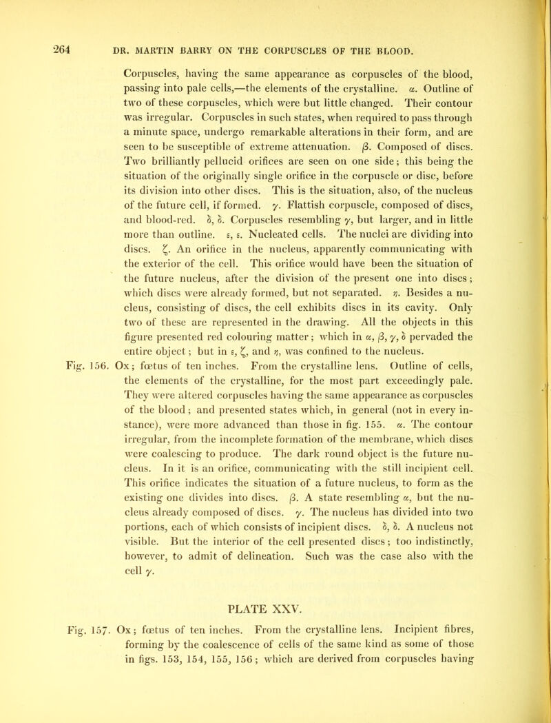 Corpuscles, having the same appearance as corpuscles of the blood, passing into pale cells,—the elements of the crystalline, a. Outline of two of these corpuscles, which were but little changed. Their contour was irregular. Corpuscles in such states, when required to pass through a minute space, undergo remarkable alterations in their form, and are seen to be susceptible of extreme attenuation. (3. Composed of discs. Two brilliantly pellucid orifices are seen on one side; this being the situation of the originally single orifice in the corpuscle or disc, before its division into other discs. This is the situation, also, of the nucleus of the future cell, if formed, y. Flattish corpuscle, composed of discs, and blood-red. &, &. Corpuscles resembling y, but larger, and in little more than outline, s, g. Nucleated cells. The nuclei are dividing into discs. An orifice in the nucleus, apparently communicating with the exterior of the cell. This orifice would have been the situation of the future nucleus, after the division of the present one into discs; which discs were already formed, but not separated, y. Besides a nu- cleus, consisting of discs, the cell exhibits discs in its cavity. Only two of these are represented in the drawing. All the objects in this figure presented red colouring matter; which in a, (3, y, & pervaded the entire object; but in g, £, and q, was confined to the nucleus. Fig. 156. Ox; foetus of ten inches. From the crystalline lens. Outline of cells, the elements of the crystalline, for the most part exceedingly pale. They were altered corpuscles having the same appearance as corpuscles of the blood; and presented states which, in general (not in every in- stance), were more advanced than those in fig. 155. a. The contour irregular, from the incomplete formation of the membrane, which discs were coalescing to produce. The dark round object is the future nu- cleus. In it is an orifice, communicating with the still incipient cell. This orifice indicates the situation of a future nucleus, to form as the existing one divides into discs. (3. A state resembling a, but the nu- cleus already composed of discs, y. The nucleus has divided into two portions, each of which consists of incipient discs. &, &. A nucleus not visible. But the interior of the cell presented discs; too indistinctly, however, to admit of delineation. Such was the case also with the cell y. PLATE XXV. Fig. 157- Ox; foetus of ten inches. From the crystalline lens. Incipient fibres, forming by the coalescence of cells of the same kind as some of those in figs. 153, 154, 155, 156; which are derived from corpuscles having