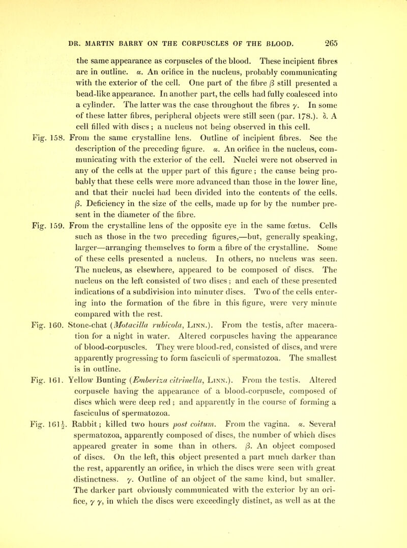 the same appearance as corpuscles of the blood. These incipient fibres are in outline, a. An orifice in the nucleus, probably communicating with the exterior of the cell. One part of the fibre (3 still presented a bead-like appearance. In another part, the cells had fully coalesced into a cylinder. The latter was the case throughout the fibres y. In some of these latter fibres, peripheral objects were still seen (par. 178.). <$. A cell filled with discs; a nucleus not being observed in this cell. Fig. 158. From the same crystalline lens. Outline of incipient fibres. See the description of the preceding figure, a. An orifice in the nucleus, com- municating with the exterior of the cell. Nuclei were not observed in any of the cells at the upper part of this figure ; the cause being pro- bably that these cells were more advanced than those in the lower line, and that their nuclei had been divided into the contents of the cells. j3. Deficiency in the size of the cells, made up for by the number pre- sent in the diameter of the fibre. Fig. 159. From the crystalline lens of the opposite eye in the same foetus. Cells such as those in the two preceding figures,—but, generally speaking, larger—arranging themselves to form a fibre of the crystalline. Some of these cells presented a nucleus. In others, no nucleus was seen. The nucleus, as elsewhere, appeared to be composed of discs. The nucleus on the left consisted of two discs; and each of these presented indications of a subdivision into minuter discs. Two of the cells enter- ing into the formation of the fibre in this figure, were very minute compared with the rest. Fig. 160. Stone-chat (Motacilla rubicola, Linn.). From the testis, after macera- tion for a night in water. Altered corpuscles having the appearance of blood-corpuscles. They were blood-red, consisted of discs, and were apparently progressing to form fasciculi of spermatozoa. The smallest is in outline. Fig. 161. Yellow Bunting (Emberiza citrinella, Linn.). From the testis. Altered corpuscle having the appearance of a blood-corpuscle, composed of discs which were deep red; and apparently in the course of forming a fasciculus of spermatozoa. Fig. 161^. Rabbit; killed two hours post coition. From the vagina, a. Several spermatozoa, apparently composed of discs, the number of which discs appeared greater in some than in others. (3. An object composed of discs. On the left, this object presented a part much darker than the rest, apparently an orifice, in which the discs were seen with great distinctness, y. Outline of an object of the same kind, but smaller. The darker part obviously communicated with the exterior by an ori- fice, y y, in which the discs were exceedingly distinct, as well as at the