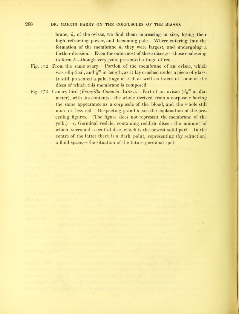 brane, h, of the ovisac, we find them increasing in size, losing their high refracting power, and becoming pale. Where entering into the formation of the membrane h, they were largest, and undergoing a further division. Even the outermost of these discs g—those coalescing to form h—though very pale, presented a tinge of red. Fig. 172. From the same ovary. Portion of the membrane of an ovisac, which was elliptical, and in length, as it lay crushed under a piece of glass. It still presented a pale tinge of red, as well as traces of some of the discs of which this membrane is composed. Fig. 1/3. Canary bird (Fringilla Canaria, Linn.). Part of an ovisac in dia- meter), with its contents; the whole derived from a corpuscle having the same appearance as a corpuscle of the blood, and the whole still more or less red. Respecting g and h, see the explanation of the pre- ceding figures. (The figure does not represent the membrane of the yelk.) c. Germinal vesicle, containing reddish discs ; the minuter of which surround a central disc, which is the newest solid part. In the centre of the latter there is a dark point, representing (by refraction) a fluid space,—the situation of the future germinal spot.