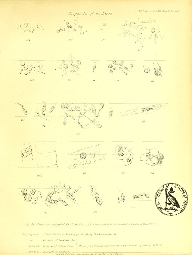 JBuLTransMD CCCSX_?Zi«&.XAll. p. 268. Corpuscles of ike JBloocl. fUl the Objects ar'C rnct/rrafeS 600 Diameters _/The lun'iyoiital Sines are described at thefoot of .Plate TSIK.) Dipt 104 -toj.06. loy. Ciliated- Nuclei of JBlo od -corpuscles, Tinmg Nlood-corpruscles. See . JNesments of Capillaries, &c. \ jzfftiojBn , ^Elements .of Cartilage. /. Kavtiut the. same appearance as Corpuscles of the,-Blood.