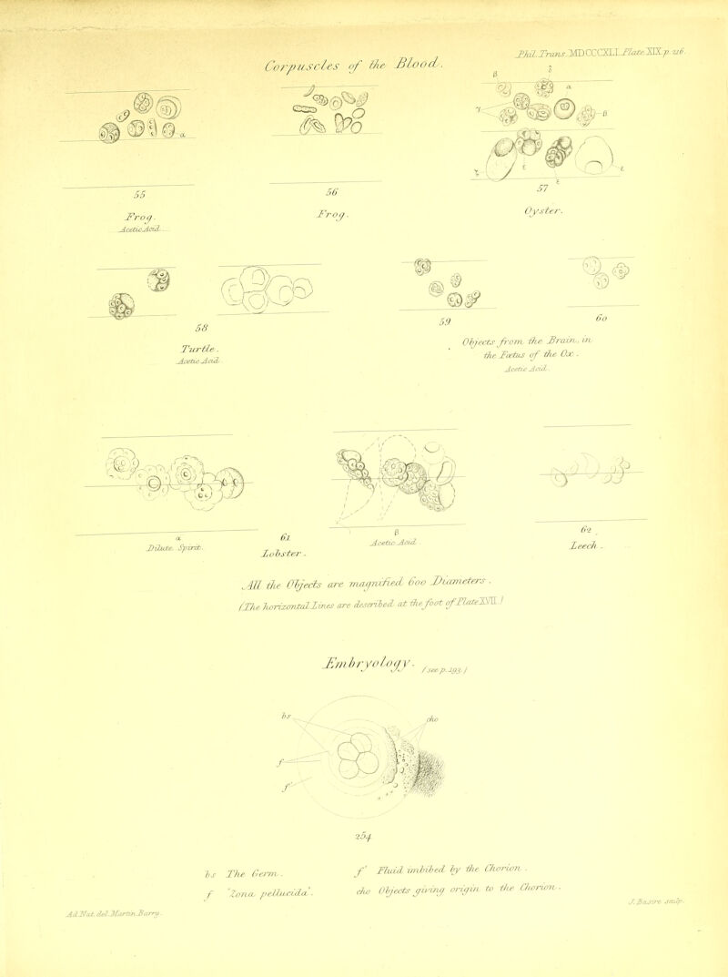 55 .Frog. AcedcAddb- Corpusol&s of IDs Bloody. 56 Troy. mm n6. Oyster. 58 Turtle ■ Acetic Add* 59. 60 Objects from the Train, ire thcTcehis of the Oa>. Acetic AcuL. JIL lie Objects are rruiyrafietL 6oo Diameters . fThe TiArizcmtaLIines arc describecL at tkefoat fTlateTTL.) Bntbryoloc/y. ^pmJ bs The Genre. f Zoruxy pe, Uvrula,. z5/f. f' FhsicL irnhibecL Ty the Chorion . 6ko Objects giving origin to the Chorion. J.Bclsv'c AcLITat. del. MortuhB cu'ru.