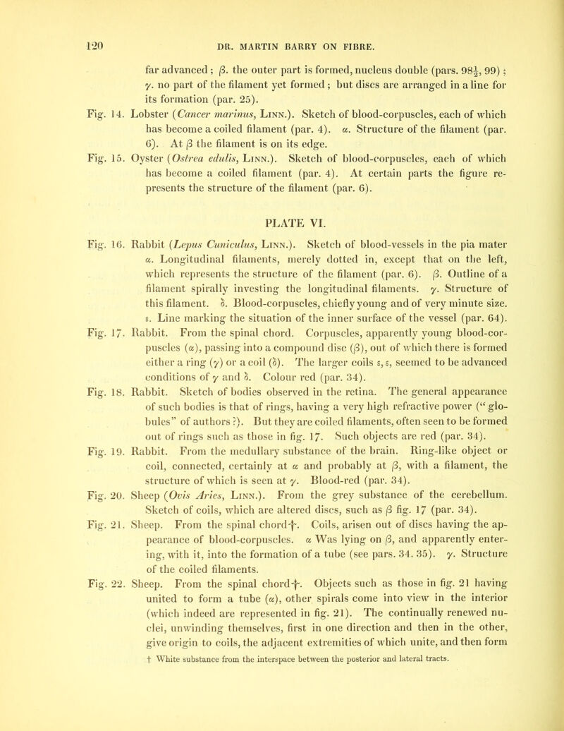 far advanced ; (3. the outer part is formed, nucleus double (pars. 98^, 99); y. no part of the filament yet formed; but discs are arranged in a line for its formation (par. 25). Fig. 14. Lobster (Cancer marinus, Linn.). Sketch of blood-corpuscles, each of which has become a coiled filament (par. 4). a. Structure of the filament (par. 6). At (3 the filament is on its edge. Fig. 15. Oyster (Ostrea edulis, Linn.). Sketch of blood-corpuscles, each of which has become a coiled filament (par. 4). At certain parts the figure re- presents the structure of the filament (par. 6). PLATE VI. Fig. 16. Rabbit (Lepus Cuniculus, Linn.). Sketch of blood-vessels in the pia mater a. Longitudinal filaments, merely dotted in, except that on the left, which represents the structure of the filament (par. 6). (3. Outline of a filament spirally investing the longitudinal filaments, y. Structure of this filament. Blood-corpuscles, chiefly young and of very minute size, s. Line marking the situation of the inner surface of the vessel (par. 64). Fig. 17- Rabbit. From the spinal chord. Corpuscles, apparently young blood-cor- puscles (a), passing into a compound disc ((3), out of which there is formed either a ring (y) or a coil (£). The larger coils s, s, seemed to be advanced conditions of y and Colour red (par. 34). Fig. 18. Rabbit. Sketch of bodies observed in the retina. The general appearance of such bodies is that of rings, having a very high refractive power (“ glo- bules” of authors ?). But they are coiled filaments, often seen to be formed out of rings such as those in fig. 17- Such objects are red (par. 34). Fig. 19. Rabbit. From the medullary substance of the brain. Ring-like object or coil, connected, certainly at a and probably at (3, with a filament, the structure of which is seen at y. Blood-red (par. 34). Fig. 20. Sheep (Ovis Aries, Linn.). From the grey substance of the cerebellum. Sketch of coils, which are altered discs, such as (3 fig. 17 (par. 34). Fig. 21. Sheep. From the spinal chord-f. Coils, arisen out of discs having the ap- pearance of blood-corpuscles, « Was lying on (3, and apparently enter- ing, with it, into the formation of a tube (see pars. 34. 35). y. Structure of the coiled filaments. Fig. 22. Sheep. From the spinal chord-f-. Objects such as those in fig. 21 having united to form a tube (a), other spirals come into view in the interior (which indeed are represented in fig. 21). The continually renewed nu- clei, unwinding themselves, first in one direction and then in the other, give origin to coils, the adjacent extremities of which unite, and then form f White substance from the interspace between the posterior and lateral tracts.