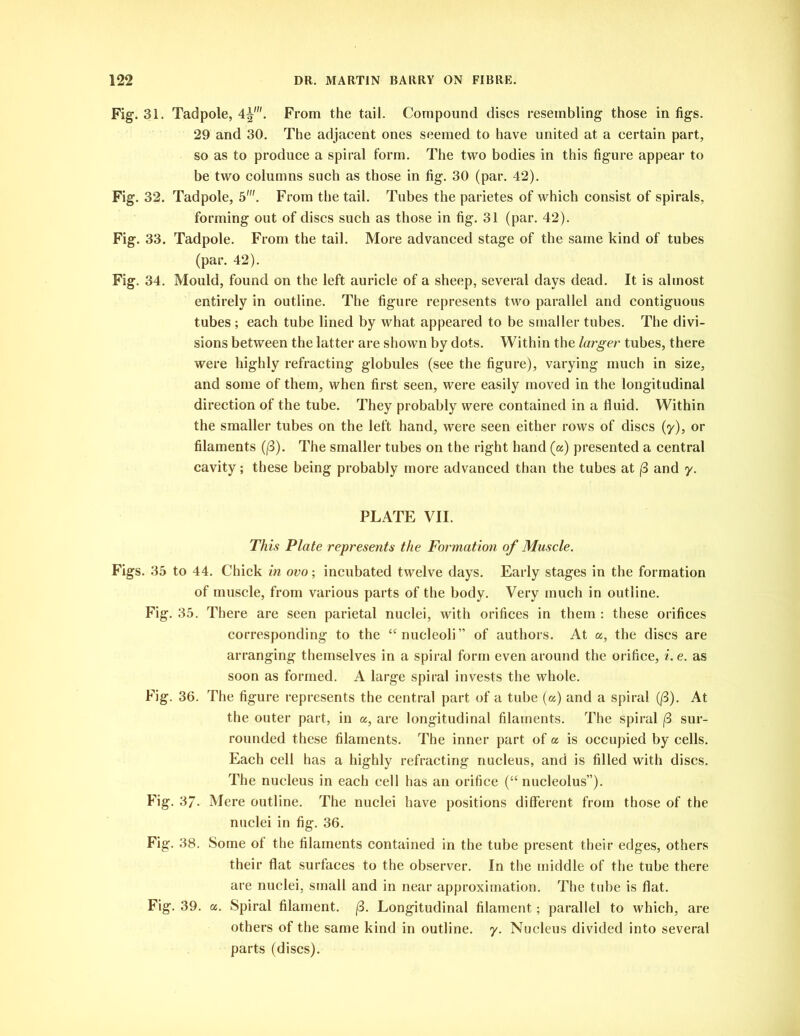 Fig. 31. Tadpole, 4|'. From the tail. Compound discs resembling those in figs. 29 and 30. The adjacent ones seemed to have united at a certain part, so as to produce a spiral form. The two bodies in this figure appear to be two columns such as those in fig. 30 (par. 42). Fig. 32. Tadpole, 5'. From the tail. Tubes the parietes of which consist of spirals, forming out of discs such as those in fig. 31 (par. 42). Fig. 33. Tadpole. From the tail. More advanced stage of the same kind of tubes (par. 42). Fig. 34. Mould, found on the left auricle of a sheep, several days dead. It is almost entirely in outline. The figure represents two parallel and contiguous tubes ; each tube lined by what appeared to be smaller tubes. The divi- sions between the latter are shown by dots. Within the larger tubes, there were highly refracting globules (see the figure), varying much in size, and some of them, when first seen, were easily moved in the longitudinal direction of the tube. They probably were contained in a fluid. Within the smaller tubes on the left hand, were seen either rows of discs (y), or filaments (/3). The smaller tubes on the right hand (a) presented a central cavity; these being probably more advanced than the tubes at (3 and y. PLATE VII. This Plate represents the Formation of Muscle. Figs. 35 to 44. Chick in ovo; incubated twelve days. Early stages in the formation of muscle, from various parts of the body. Very much in outline. Fig. 35. There are seen parietal nuclei, with orifices in them : these orifices corresponding to the “nucleoli” of authors. At a, the discs are arranging themselves in a spiral form even around the orifice, i.e. as soon as formed. A large spiral invests the whole. Fig. 36. The figure represents the central part of a tube (a) and a spiral (/3). At the outer part, in a, are longitudinal filaments. The spiral (3 sur- rounded these filaments. The inner part of a is occupied by cells. Each cell has a highly refracting nucleus, and is filled with discs. The nucleus in each cell has an orifice (“nucleolus”). Fig. 37- Mere outline. The nuclei have positions different from those of the nuclei in fig. 36. Fig. 38. Some of the filaments contained in the tube present their edges, others their flat surfaces to the observer. In the middle of the tube there are nuclei, small and in near approximation. The tube is flat. Fig. 39. a. Spiral filament. (3. Longitudinal filament; parallel to which, are others of the same kind in outline, y. Nucleus divided into several parts (discs).