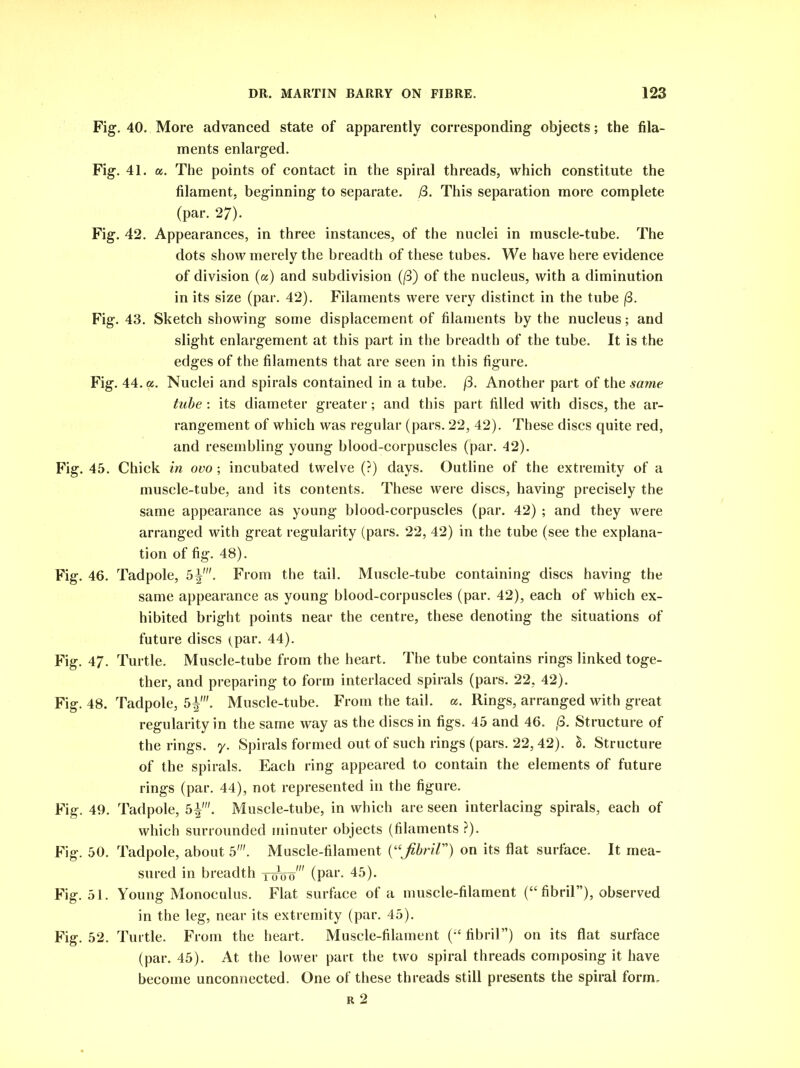 Fig. 40. More advanced state of apparently corresponding objects; the fila- ments enlarged. Fig. 41. «. The points of contact in the spiral threads, which constitute the filament, beginning to separate. (3. This separation more complete (par. 27). Fig. 42. Appearances, in three instances, of the nuclei in muscle-tube. The dots show merely the breadth of these tubes. We have here evidence of division (a) and subdivision (/3) of the nucleus, with a diminution in its size (par. 42). Filaments were very distinct in the tube (3. Fig. 43. Sketch showing some displacement of filaments by the nucleus; and slight enlargement at this part in the breadth of the tube. It is the edges of the filaments that are seen in this figure. Fig. 44. a. Nuclei and spirals contained in a tube. (3. Another part of the same tube : its diameter greater; and this part filled with discs, the ar- rangement of which was regular (pars. 22, 42). These discs quite red, and resembling young blood-corpuscles (par. 42). Fig. 45. Chick in ovo; incubated twelve (?) days. Outline of the extremity of a muscle-tube, and its contents. These were discs, having precisely the same appearance as young blood-corpuscles (par. 42) ; and they were arranged with great regularity (pars. 22, 42) in the tube (see the explana- tion of fig. 48). Fig. 46. Tadpole, 5^'. From the tail. Muscle-tube containing discs having the same appearance as young blood-corpuscles (par. 42), each of which ex- hibited bright points near the centre, these denoting the situations of future discs (par. 44). Fig. 47. Turtle. Muscle-tube from the heart. The tube contains rings linked toge- ther, and preparing to form interlaced spirals (pars. 22, 42). Fig. 48. Tadpole, 5±\ Muscle-tube. From the tail. a. Rings, arranged with great regularity in the same way as the discs in figs. 45 and 46. (3. Structure of the rings, y. Spirals formed out of such rings (pars. 22,42). S. Structure of the spirals. Each ring appeared to contain the elements of future rings (par. 44), not represented in the figure. Fig. 49. Tadpole, 5^'. Muscle-tube, in which are seen interlacing spirals, each of which surrounded minuter objects (filaments ?). Fig. 50. Tadpole, about 5'. Muscle-filament (“fibril) on its flat surface. It mea- sured in breadth 1-oW (Par- 45). Fig. 51. Young Monoculus. Flat surface of a muscle-filament (“fibril”), observed in the leg, near its extremity (par. 45). Fig. 52. Turtle. From the heart. Muscle-filament (“ fibril”) on its flat surface (par. 45). At the lower part the two spiral threads composing it have become unconnected. One of these threads still presents the spiral form.