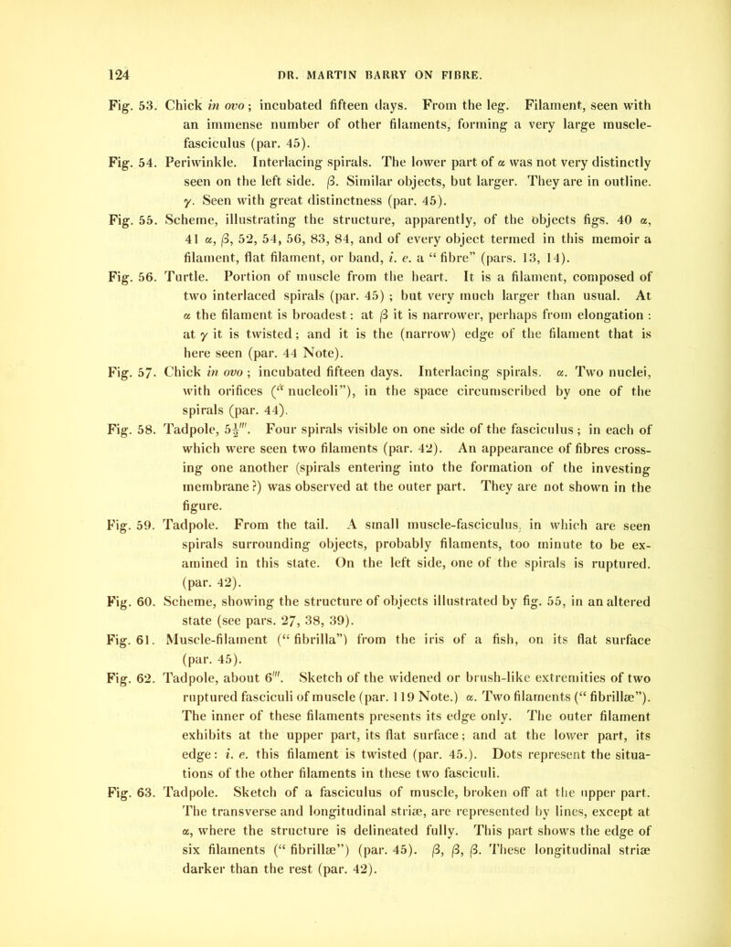 Fig. 53. Chick in ovo; incubated fifteen days. From the leg. Filament, seen with an immense number of other filaments, forming a very large muscle- fasciculus (par. 45). Fig. 54. Periwinkle. Interlacing spirals. The lower part of a was not very distinctly seen on the left side. (3. Similar objects, but larger. They are in outline. y. Seen with great distinctness (par. 45). Fig. 55. Scheme, illustrating the structure, apparently, of the objects figs. 40 a, 41 os, (3, 52, 54, 56, 83, 84, and of every object termed in this memoir a filament, flat filament, or band, i. e. a “ fibre” (pars. 13, 14). Fig. 56. Turtle. Portion of muscle from the heart. It is a filament, composed of two interlaced spirals (par. 45) ; but very much larger than usual. At a the filament is broadest: at (3 it is narrower, perhaps from elongation : at y it is twisted; and it is the (narrow) edge of the filament that is here seen (par. 44 Note). Fig. 57- Chick in ovo ; incubated fifteen days. Interlacing spirals, a. Two nuclei, with orifices (fi nucleoli”), in the space circumscribed by one of the spirals (par. 44). Fig. 58. Tadpole, 5^'. Four spirals visible on one side of the fasciculus ; in each of which were seen two filaments (par. 42). An appearance of fibres cross- ing one another (spirals entering into the formation of the investing membrane ?) was observed at the outer part. They are not shown in the figure. Fig. 59. Tadpole. From the tail. A small muscle-fasciculus, in which are seen spirals surrounding objects, probably filaments, too minute to be ex- amined in this state. On the left side, one of the spirals is ruptured, (par. 42). Fig. 60. Scheme, showing the structure of objects illustrated by fig. 55, in an altered state (see pars. 27, 38, 39). Fig. 61. Muscle-filament (“ fibrilla”) from the iris of a fish, on its flat surface (par. 45). Fig. 62. Tadpole, about 6'. Sketch of the widened or brush-like extremities of two ruptured fasciculi of muscle (par. 119 Note.) a. Two filaments (“ fibrillae”). The inner of these filaments presents its edge only. The outer filament exhibits at the upper part, its flat surface; and at the lower part, its edge: i. e. this filament is twisted (par. 45.). Dots represent the situa- tions of the other filaments in these two fasciculi. Fig. 63. Tadpole. Sketch of a fasciculus of muscle, broken off at the upper part. The transverse and longitudinal strise, are represented by lines, except at a, where the structure is delineated fully. This part shows the edge of six filaments (“ fibrillse”) (par. 45). (3, (3, (3. These longitudinal striae darker than the rest (par. 42).