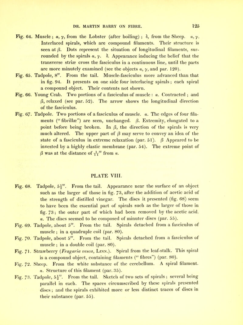 Fig-. 64. Muscle ; a, y, from the Lobster (after boiling) ; &, from the Sheep, a, y. Interlaced spirals, which are compound filaments. Their structure is seen at /3. Dots represent the situation of longitudinal filaments, sur- rounded by the spirals a, y. S. Appearance inducing the belief that the transverse striae cross the fasciculus in a continuous line, until the parts are more minutely examined (see the objects a, y, and par. 120). Fig. 65. Tadpole, 8'. From the tail. Muscle-fasciculus more advanced than that in fig. 94. It presents on one side four interlacing spirals ; each spiral a compound object. Their contents not shown. Fig. 66. Young Crab. Two portions of a fasciculus of muscle : a. Contracted ; and fB, relaxed (see par. 52). The arrow shows the longitudinal direction of the fasciculus. Fig. 67- Tadpole. Two portions of a fasciculus of muscle, a. The edges of four fila- ments (“ fibrillse”) are seen, unchanged. (3. Extremity, elongated to a point before being broken. In /3, the direction of the spirals is very much altered. The upper part of (3 may serve to convey an idea of the state of a fasciculus in extreme relaxation (par. 51). (3 Appeared to be invested by a highly elastic membrane (par. 54). The extreme point of |3 was at the distance of yt' from a. PLATE VIII. Fig. 68. Tadpole, 5^'. From the tail. Appearance near the surface of an object such as the larger of those in fig. 73, after the addition of acetic acid of the strength of distilled vinegar. The discs it presented (fig. 68) seem to have been the essential part of spirals such as the larger of those in fig. 73; the outer part of which had been removed by the acetic acid, a. The discs seemed to be composed of minuter discs (par. 55). Fig. 69. Tadpole, about 5'. From the tail. Spirals detached from a fasciculus of muscle ; in a quadruple coil (par. 80). Fig. 70, Tadpole, about 5'. From the tail. Spirals detached from a fasciculus of muscle ; in a double coil (par. 80). Fig. 71- Strawberry (Fragaria vesca, Linn.). Spiral from the leaf-stalk. This spiral is a compound object, containing filaments (“ fibres”) (par. 80). Fig. 72. Sheep. From the white substance of the cerebellum. A spiral filament, a. Structure of this filament (par. 35). Fig. 73. Tadpole, 5|\ From the tail. Sketch of two sets of spirals ; several being parallel in each. The spaces circumscribed by these spirals presented discs; and the spirals exhibited more or less distinct traces of discs in their substance (par. 55).