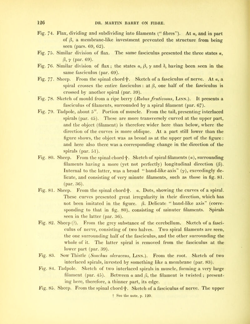 Fig. 74. Flax, dividing and subdividing into filaments (“ fibres”). At a, and in part of (3, a membrane-like investment prevented the structure from being seen (pars. 69, 62). Fig. 75. Similar division of flax. The same fasciculus presented the three states a, (3, 7 (par. 69). Fig. 76. Similar division of flax; the states a, (3, y and h, having been seen in the same fasciculus (par. 69). Fig. 77- Sheep. From the spinal chordSketch of a fasciculus of nerve. At a, a spiral crosses the entire fasciculus : at (3, one half of the fasciculus is crossed by another spiral (par. 39). Fig. 78. Sketch of mould from a ripe berry (Rubus fruticosus, Linn.). It presents a fasciculus of filaments, surrounded by a spiral filament (par. 67). Fig. 79. Tadpole, about 5'. Portion of muscle. From the tail, presenting interlaced spirals (par. 45). These are more transversely curved at the upper part, and the object (filament) is therefore wider here than below, where the direction of the curves is more oblique. At a part still lower than the figure shows, the object was as broad as at the upper part of the figure: and here also there was a corresponding change in the direction of the spirals (par. 51). Fig. 80. Sheep. From the spinal chord-f-. Sketch of spiral filaments (a), surrounding filaments having a more (yet not perfectly) longitudinal direction (f3). Internal to the latter, was a broad “ band-like axis” (7), exceedingly de- licate, and consisting of very minute filaments, such as those in fig. 81. (par. 36). Fig. 81. Sheep. From the spinal chord-f\ a. Dots, showing the curves of a spiral. These curves presented great irregularity in their direction, which has not been imitated in the figure. |3. Delicate “ band-like axis” (corre- sponding to that in fig. 80), consisting of minuter filaments. Spirals seen in the latter (par. 36). Fig. 82. Sheep (?). From the grey substance of the cerebellum. Sketch of a fasci- culus of nerve, consisting of two halves. Two spiral filaments are seen, the one surrounding half of the fasciculus, and the other surrounding the whole of it. The latter spiral is removed from the fasciculus at the lower part (par. 39). Fig. 83. Sow Thistle (Sonchus oleraceus, Linn.). From the root. Sketch of two interlaced spirals, invested by something like a membrane (par. 83). Fig. 84. Tadpole. Sketch of two interlaced spirals in muscle, forming a very large filament (par. 45). Between a and (3, the filament is twisted ; present- ing here, therefore, a thinner part, its edge. Fig. 85. Sheep. From the spinal chord--j~. Sketch of a fasciculus of nerve. The upper