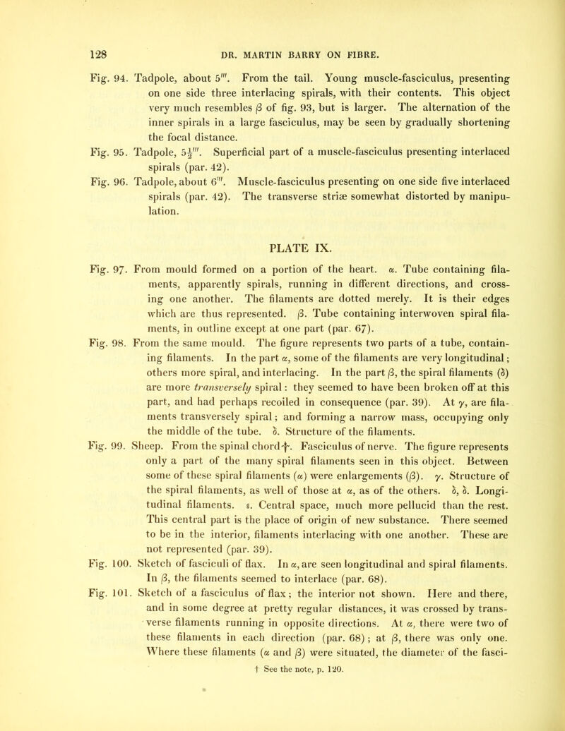 Fig-. 94. Tadpole, about 5\ From the tail. Young- muscle-fasciculus, presenting on one side three interlacing spirals, with their contents. This object very much resembles (3 of fig. 93, but is larger. The alternation of the inner spirals in a large fasciculus, may be seen by gradually shortening the focal distance. Fig. 95. Tadpole, 5Superficial part of a muscle-fasciculus presenting interlaced spirals (par. 42). Fig. 96. Tadpole, about 6'. Muscle-fasciculus presenting on one side five interlaced spirals (par. 42). The transverse striae somewhat distorted by manipu- lation. PLATE IX. Fig. 97- From mould formed on a portion of the heart, a. Tube containing fila- ments, apparently spirals, running in different directions, and cross- ing one another. The filaments are dotted merely. It is their edges which are thus represented. (3. Tube containing interwoven spiral fila- ments, in outline except at one part (par. 67). Fig. 98. From the same mould. The figure represents two parts of a tube, contain- ing filaments. In the part a, some of the filaments are very longitudinal; others more spiral, and interlacing. In the part (3, the spiral filaments (S) are more transversely spiral: they seemed to have been broken off at this part, and had perhaps recoiled in consequence (par. 39). At y, are fila- ments transversely spiral; and forming a narrow mass, occupying only the middle of the tube. S. Structure of the filaments. Fig. 99. Sheep. From the spinal chord'f-. Fasciculus of nerve. The figure represents only a part of the many spiral filaments seen in this object. Between some of these spiral filaments (a) were enlargements ((3). y. Structure of the spiral filaments, as well of those at a, as of the others. &, &. Longi- tudinal filaments, g. Central space, much more pellucid than the rest. This central part is the place of origin of new substance. There seemed to be in the interior, filaments interlacing with one another. These are not represented (par. 39). Fig. 100. Sketch of fasciculi of flax. In a, are seen longitudinal and spiral filaments. In (3, the filaments seemed to interlace (par. 68). Fig. 101. Sketch of a fasciculus of flax; the interior not shown. Here and there, and in some degree at pretty regular distances, it was crossed by trans- verse filaments running in opposite directions. At a, there were two of these filaments in each direction (par. 68); at (3, there was only one. Where these filaments (a and /3) were situated, the diameter of the fasci-