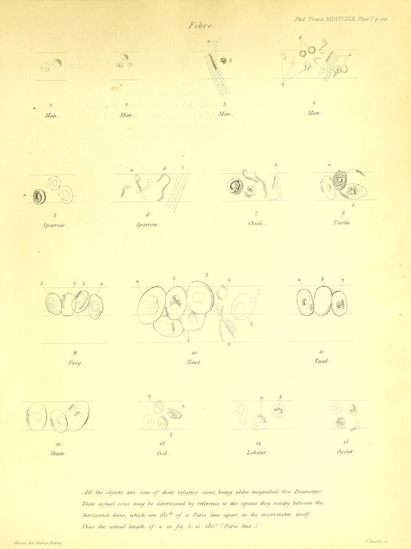 ThiL. Trans. MD CCCXULJ’lat&V. p i34■ Q& I'vbre'. 3 * Maru. Many. Frog Ffe/wt. Toady. •v a 1 1 , \ ( V ;• j )\s) J if.: U# 'HI 0)i c$i} 'P -■ 12 i3 i5 Skate. Cod/. Lobster. Oyster . MIL the/ objects are/ seen•/ erf their relative sizes, being alike/ magnified/ 600 Diameters. Their actual/ sizes may be determined/ by reference to the/ spaces they occupy between/ ike horvwnJzd/ lines, which/ are Mo f° of a, Taris line apart in/ the micrometer itself. Thus the aetuaL length/ of a in/fg. S. is Mo' /Tarts line.) -AiL/fiab. deL-MarttruBarry. JJBaszret.