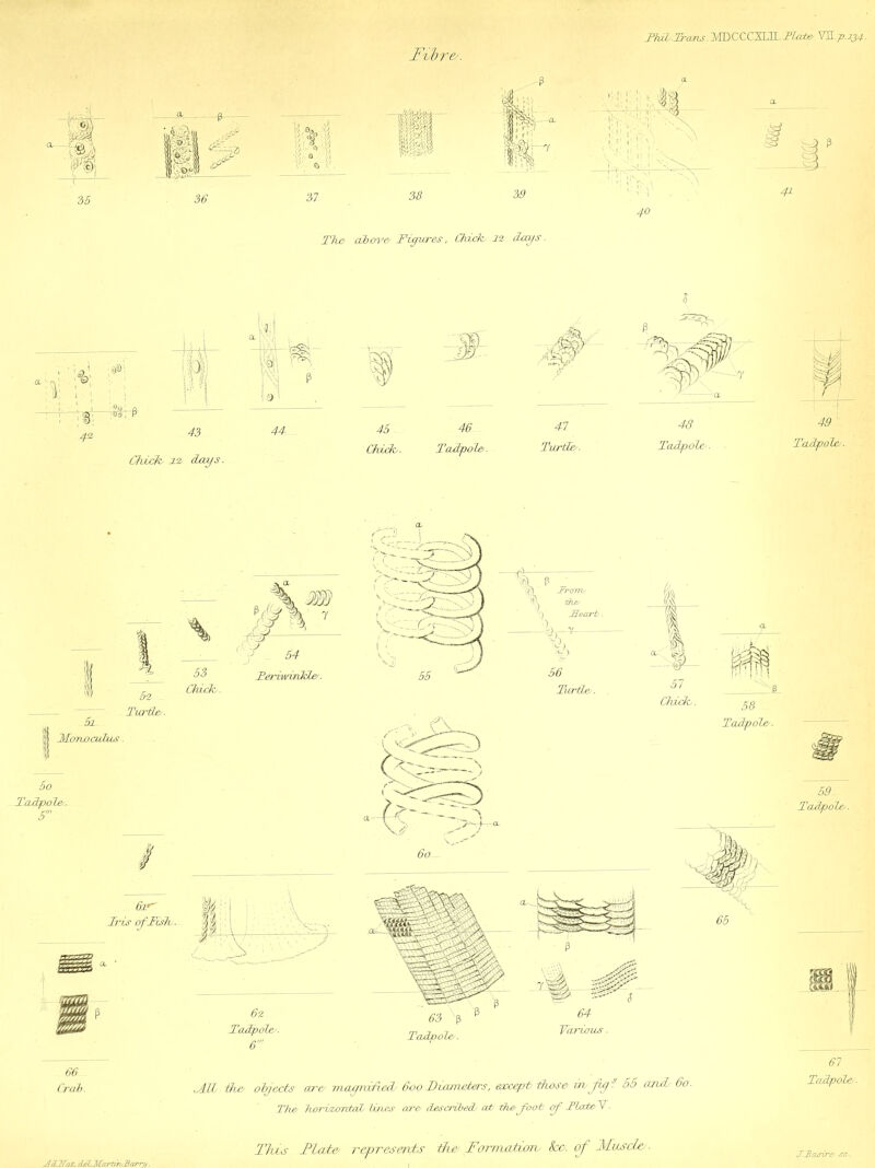 Thib.Trans.MDCCCJLTL.Tlot» VH.-p.134. 5 ffj A F U - ,.-r 36 111 till The/ above/ Figures, Chick, 12 dreys. *;|S i! 43 Chick 12, days. ;a; ■ ! 9 ' 44 45- Chick. 'M- Tadpole/. f: 4# 41. Turtle/. 48 Tadpole,. I 49 ' Tadpole/. m 1' 7 -5i. TMcrrw abbas. 02 _ Turtle/. 63 Chick,. y _ 54 TeriwinkLe/. 60 Tadpole/. 6' 6i>■ -Zr-zls1 ofFish. Jfcl . V-.:. - Jn 4 fF : v<'\7 6z Tadpole/. 6' 56 Turtle/. -f- 1 CL % |j| ■57. 4.3 Chibh. 58 Tadpole/. 65 66 Crab. <AW the/ objects are/ rrwjpiified/ 600Diameters, except/ those/ in,fig? 55 and, 60. The/ Kori/ior/taL lines are/ described, at the/ foot of TLateCV. This TCa/te, represents. ifte/ Forniatunv ko. off Muscle,. 59- Tadpole/. S*#3. 61 Tadpole/. FcLFfat. dFlJMccrtiruFarru.