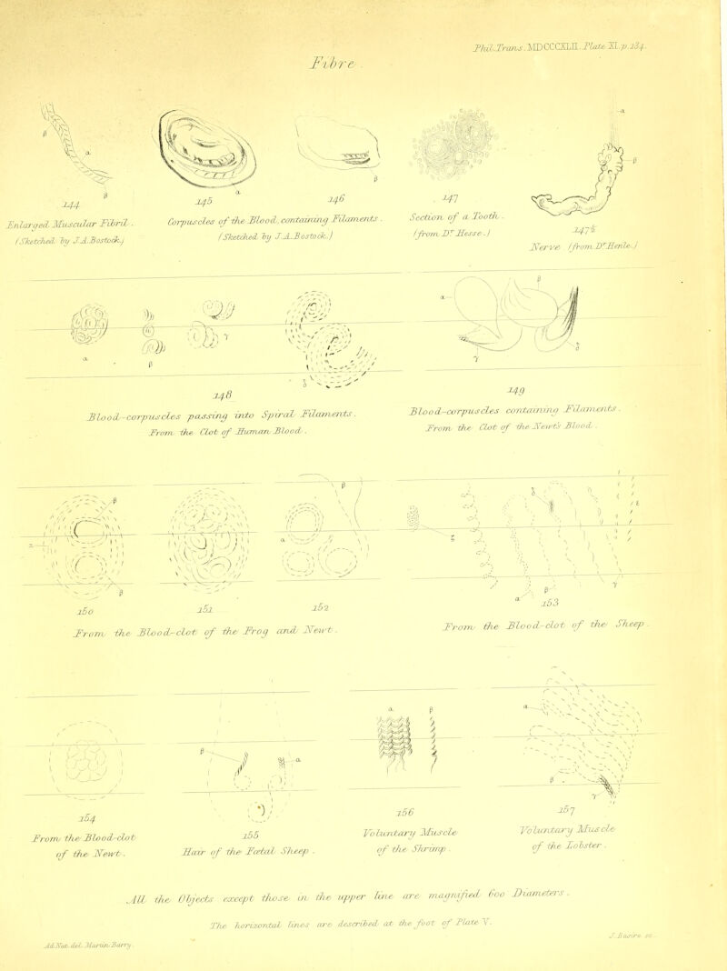 fFibrec. FJdl.Trans. MDCCCXLIl.Ilate FL.p.iZ^. Friarged, Muscular Fibril ■ Corpuscles of ifo, Tirol, crmtcdruug FUmurcts (ShfrkM, -by JJLBosto*hj . fSketchfr by TJL.3osto6k.) , *41 Saction, of cu Tooth, ■ /from, FT Hesse ■) 347% Fferv-e, /frtmvJFHatle,) Flood,-corpusclcs passing into Spiral FJxaroervts. From, -ike, Clot of Human, Flood,. 349 JBfooFcorpusdrs oontaxnirig Flammbs ■ From, ike Clot of Me,Mewls Flood,. Iff r ’-‘^r jg-y- rrt j ■)/- 160 i5i lE>2 From, -the, Floocb-doti of the Frog and, Newt. P a j.53 From, tiie, Flood dot of ike, Sleep . From, ike, Flooldot KS Voluntary Muscle, of ike, Kewt,. Kafr of ike Fcebal Sheep . of ike, Shrimp . i5 7 Voluntary TVIkuscLe, of die, lobster, All ike, Objects except those, in, the upper line, are, rrubgrtifieJ, 600 K-umusteis The, TioriaorvtaL tines are described, at Me foot of FlateV- AcLNal. del,. MartiroBarry.