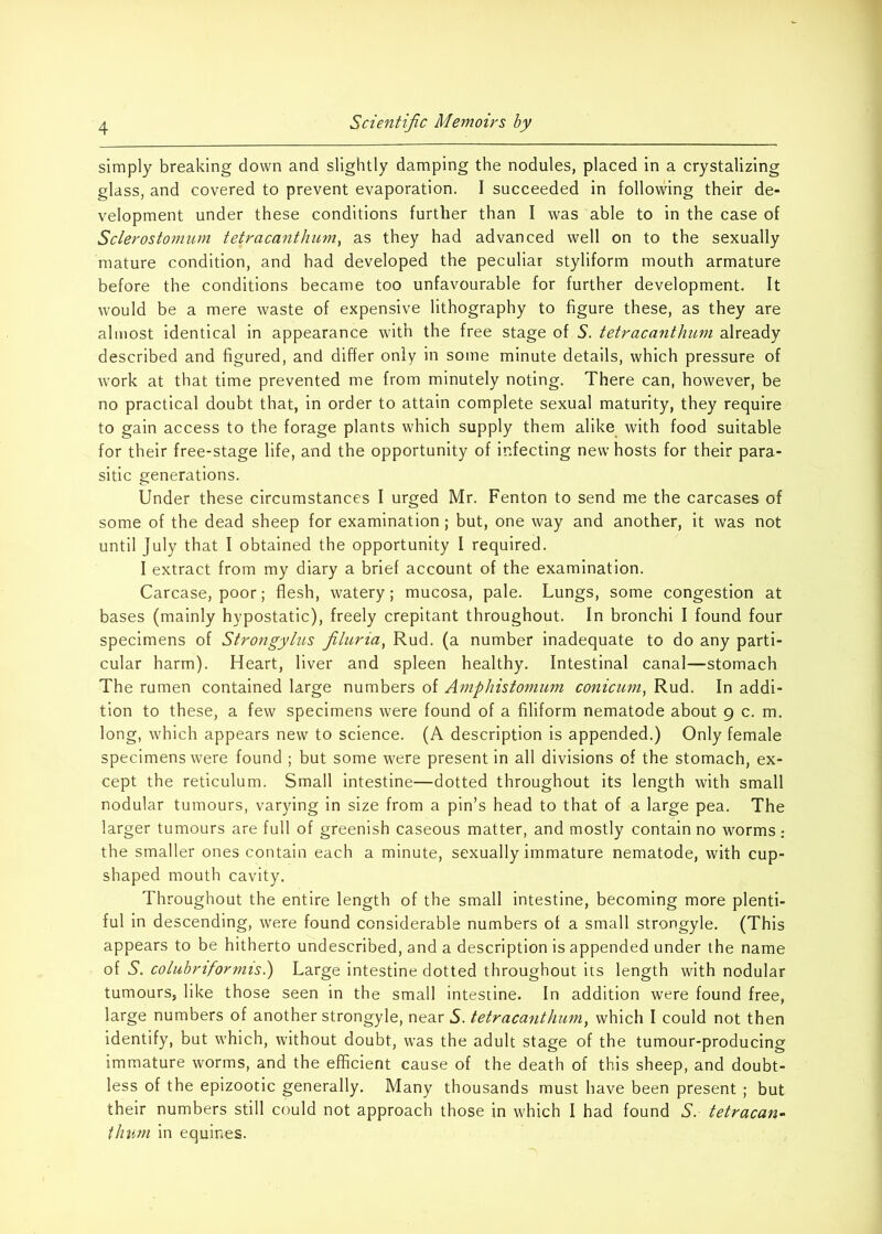 simply breaking down and slightly damping the nodules, placed in a crystalizing glass, and covered to prevent evaporation. I succeeded in following their de- velopment under these conditions further than I was able to in the case of Sclerostomum tetracanthum^ as they had advanced well on to the sexually mature condition, and had developed the peculiar styliform mouth armature before the conditions became too unfavourable for further development. It would be a mere waste of expensive lithography to figure these, as they are almost identical in appearance with the free stage of S. tetracanthum already described and figured, and differ only in some minute details, which pressure of work at that time prevented me from minutely noting. There can, however, be no practical doubt that, in order to attain complete sexual maturity, they require to gain access to the forage plants which supply them alike with food suitable for their free-stage life, and the opportunity of infecting new hosts for their para- sitic generations. Under these circumstances I urged Mr. Fenton to send me the carcases of some of the dead sheep for examination; but, one way and another, it was not until July that I obtained the opportunity I required. I extract from my diary a brief account of the examination. Carcase, poor; flesh, watery; mucosa, pale. Lungs, some congestion at bases (mainly hypostatic), freely crepitant throughout. In bronchi I found four specimens of Strongyliis filuria, Rud. (a number inadequate to do any parti- cular harm). Heart, liver and spleen healthy. Intestinal canal—stomach The rumen contained large numbers of Aniphistomum conicuni, Rud. In addi- tion to these, a few specimens were found of a filiform nematode about 9 c. m. long, which appears new to science. (A description is appended.) Only female specimens were found ; but some were present in all divisions of the stomach, ex- cept the reticulum. Small intestine—dotted throughout its length with small nodular tumours, varying in size from a pin’s head to that of a large pea. The larger tumours are full of greenish caseous matter, and mostly contain no worms: the smaller ones contain each a minute, sexually immature nematode, with cup- shaped mouth cavity. Throughout the entire length of the small intestine, becoming more plenti- ful in descending, were found considerable numbers of a small strongyle. (This appears to be hitherto undescribed, and a description is appended under the name of 5. colubriformisi) Large intestine dotted throughout its length with nodular tumours, like those seen in the small intestine. In addition were found free, large numbers of another strongyle, near 5. tetracanthum^ which I could not then identify, but which, without doubt, was the adult stage of the tumour-producing immature worms, and the efficient cause of the death of this sheep, and doubt- less of the epizootic generally. Many thousands must have been present ; but their numbers still could not approach those in which I had found S. tetracan- thum in equines.