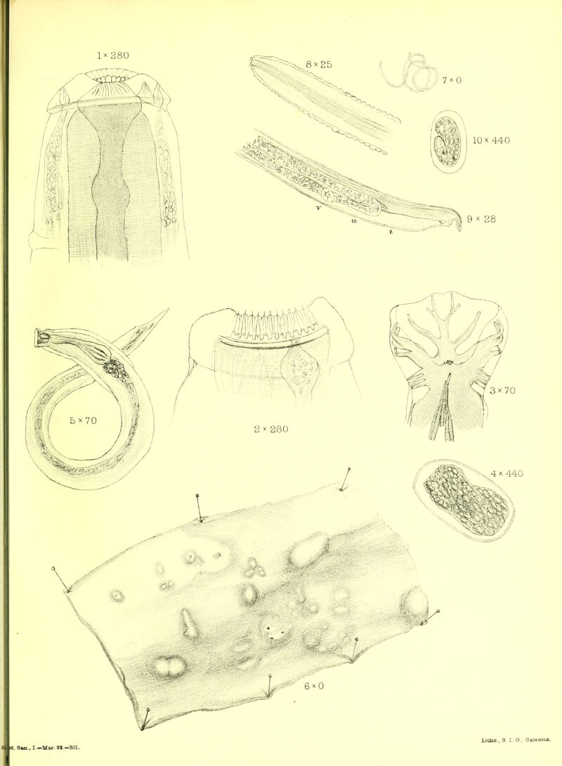 1^280 e. San., I.—Mar. 9«.—301. if Litiio-, S I O., Calcutta.