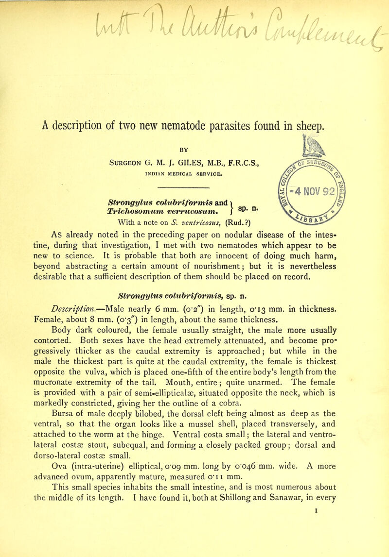 p> in A description of two new nematode parasites found in sheep. BY Surgeon G. M. J. GILES, M.B., F.R.C.S., INDIAN MEDICAL SERVICE. Strongylus colubriformis and 1 Trichosomum verrucosum. J SP* n’ With a note on .S’, ventricosus, (Rud.?) As already noted in the preceding paper on nodular disease of the intes- tine, during that investigation, I met with two nematodes which appear to be new to science. It is probable that both are innocent of doing much harm, beyond abstracting a certain amount of nourishment; but it is nevertheless desirable that a sufficient description of them should be placed on record. Strongylus colubriformis, sp. n. Description.—Male nearly 6 mm. (0 2) in length, 0*13 mm. in thickness. Female, about 8 mm. (0*3) in length, about the same thickness. Body dark coloured, the female usually straight, the male more usually contorted. Both sexes have the head extremely attenuated, and become pro- gressively thicker as the caudal extremity is approached; but while in the male the thickest part is quite at the caudal extremity, the female is thickest opposite the vulva, which is placed one-fifth of the entire body’s length from the mucronate extremity of the tail. Mouth, entire; quite unarmed. The female is provided with a pair of semi-ellipticalae, situated opposite the neck, which is markedly constricted, giving her the outline of a cobra. Bursa of male deeply bilobed, the dorsal cleft being almost as deep as the ventral, so that the organ looks like a mussel shell, placed transversely, and attached to the worm at the hinge. Ventral costa small; the lateral and ventro- lateral costae stout, subequal, and forming a closely packed group; dorsal and dorso-lateral costae small. Ova (intra-uterine) elliptical, 0-09 mm. long by 0^046 mm. wide. A more advanced ovum, apparently mature, measured o'u mm. This small species inhabits the small intestine, and is most numerous about the middle of its length. I have found it, both at Shillong and Sanawar, in every