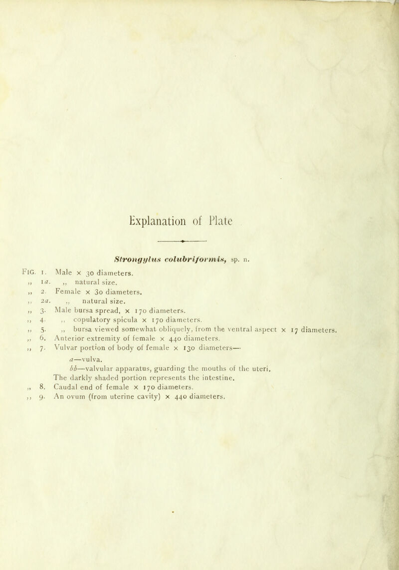 Explanation of Plate Strongt/lus colubriformis, sp. n. 1. Male x 30 diameters. 1 a. ,, natural size. 2. Female x 3o diameters. 2a. ,, natural size. 3. Male bursa spread, x 170 diameters. 4. ,, copulatory spicula x 170 diameters. 5. ,, bursa viewed somewhat obliquely, from the ventral aspect x 17 diameters. 6. Anterior extremity of female x 440 diameters. 7. Vulvar portion of body of female x 130 diameters— a—vulva. bb—valvular apparatus, guarding the mouths of the uteri. The darkly shaded portion represents the intestine. 8. Caudal end of female x 170 diameters.