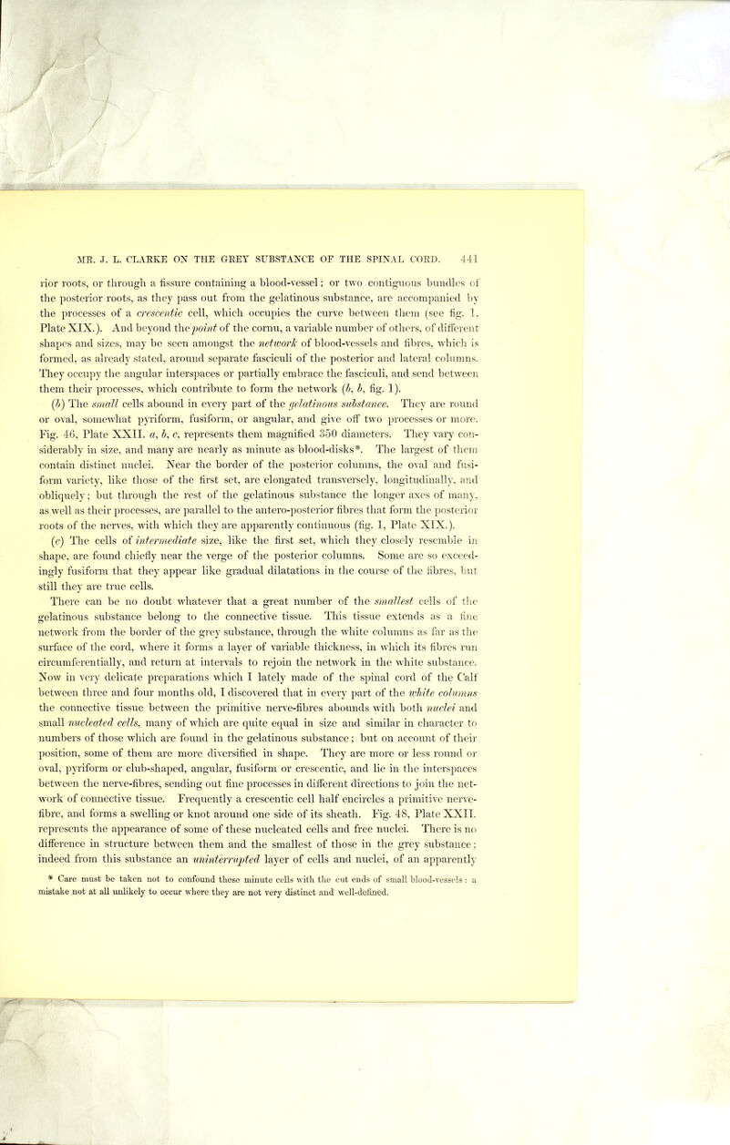lior roots, or through a fissure containing a blood-vessel; or two contignons bundles of the posterior roots, as they pass out from the gelatinous substance, are accompanied by the processes of a crescentic cell, Avhich occupies the cinwe between them (see fig. 1, Plate XIX.). And beyond of the cornu, a variable number of others, of different shapes and sizes, may be seen amongst the network of blood-vessels and fibres, which is formed, as already stated, aronnd separate fasciculi of the posterior and lateral columns. They occupy the angular interspaces or partially embrace the fasciculi, and send between them their processes, which contribute to form the network (/>, fig. 1). {h) The small cells abound in every part of the (jelatinoiis suhstance. They are round or oval, somewhat pyriform, fusiform, or angular, and give off two processes or more. Fig. 46, Plate XXII. a, b, c, represents them magnified 350 diameters. Tliey vary con- siderably in size, and many are nearly as minute as blood-disks*. The largest of them contain distinct nuclei. Near the border of the posterior columns, the oval and fusi- form variety, like those of the first set, are elongated transA'ersely, longitudinally, and obliquely; but through the rest of the gelatinous substance the longer axes of many, as well as their processes, ai’e parallel to the antero-posterior fibres that form the posterior roots of the nerves, AAuth whicli they are apparently continuous (fig. I, Plate XIX.). (c) The cells of intermediate size, like the first set, which they closely resemble in shape, are found chiefly near the verge of the posterior columns. Some are so exceed- ingly fusiform that they appear like gradual dilatations in the course of tlie fibres, but still they are true cells. There can be no doubt AAliatever that a great number of the smallest cells of the gelatinous substance belong to the connective tissue. This tissue extends as a fiiie netAvork from the border of the grey substance, through the Avhite columns as far as the surface of the cord, Avhere it forms a layer of variable thickness, in AAliich its fibres run circumferentially, and return at intervals to rejoin the netAvork in the white substance. Noav in very delicate preparations which I lately made of the spinal cord of the C'alf betAveen three and four months old, I discovered that in every part of the white columns the connective tissue betAveen the primitive nerve-fibres abounds Avith both nuclei and small nucleated cells, many of which are quite equal in size and similar in cliaracter to numbers of those which are found in the gelatinous substance; but on account of their position, some of them are more diversified in shape. They are more or less round or oval, pyriform or club-shaped, angular, fusiform or crescentic, and lie in the interspaces betAveen the nerve-fibres, sending out fine processes in different directions to join the net- Avork of connective tissue. Frequently a crescentic cell half encircles a primitive neiwe- fibre, and forms a SAvelling or knot around one side of its sheath. Fig. 48, Plate XXII. represents the appearance of some of these nucleated cells and free nuclei. There is no difference in structure betAveen them and the smallest of those in the grey substance; indeed from this substance an unintermpted layer of cells and nuclei, of an apparently * Care must be taken not to confound these minute cells with the cut ends of small blood-vessels : a mistake not at all unlikely to occur where they are not very distinct and Avell-delined.