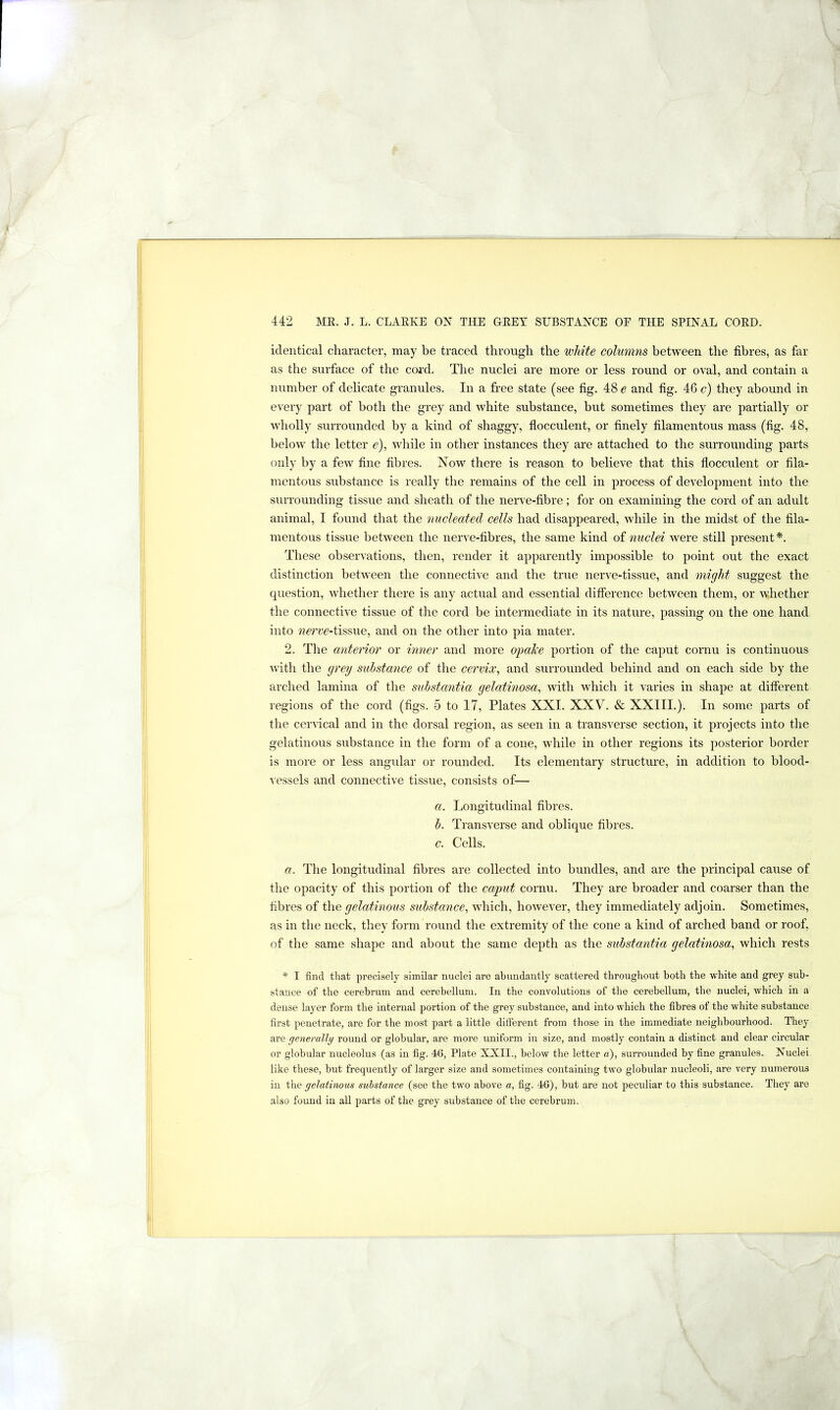 identical character, may be traced through the white columns between the fibres, as far as the surface of the cord. The nuclei are more or less round or oval, and contain a number of delicate granules. In a free state (see fig. 48 e and fig. 46 c) they abound in every part of both the grey and white substance, but sometimes they are partially or wholly surrounded by a kind of shaggy, fiocculent, or finely filamentous mass (fig. 48, below the letter c), while in other instances they are attached to the surrounding parts only by a few fine fibres. Now there is reason to believe that this fiocculent or fila- mentous substance is really the remains of the cell in process of development into the surrounding tissue and sheath of the nerve-fibre; for on examining the cord of an adult animal, I found that the nucleated cells had disappeared, while in the midst of the fila- mentous tissue between the nerve-fibres, the same kind of nuclei were still present*. These observations, then, render it apparently impossible to point out the exact distinction between the connective and the true nerve-tissue, and might suggest the question, whether there is any actual and essential difference between them, or whether the connective tissue of the cord be intermediate in its nature, passing on the one hand into ??erve-tissue, and on the other into pia mater. 2. The anterior or inner and more ojiake portion of the caput cornu is continuous with the grey suhstance of the cervix, and surrounded behind and on each side by the arched lamina of the substantia gelatinosa, with which it varies in shape at different regions of the cord (figs. 5 to 17, Plates XXI. XXV. & XXIII.). In some parts of the cervical and in the dorsal region, as seen in a transverse section, it projects into the gelatinous substance in the form of a cone, while in other regions its posterior border is more or less angular or rounded. Its elementary structure, in addition to blood- Aessels and connective tissue, consists of— a. Longitudinal fibres. h. Transverse and oblique fibres. c. Cells. a. The longitudinal fibres are collected into bundles, and are the principal cause of the opacity of this portion of the cafut cornu. They are broader and coarser than the fibres of the gelatinous substance, which, however, they immediately adjoin. Sometimes, as in the neck, they form round the extremity of the cone a kind of arched band or roof, of the same shape and about the same depth as the substantia gelatinosa, which rests * I find that precisely similar nuclei are abundantly scattered throughout both the white and grey sub- stance of the cerebrum and cerebellum. In the convolutions of the cerebellum, the nuclei, which in a dense layer form the internal portion of the grey substance, and into which the fibres of the white substance first penetrate, are for the most part a little different from those in the immediate neighbourhood. They are generally round or globular, are more uniform in size, and mostly contain a distinct and clear circular or globular nucleolus (as in fig. 4-6, Plate XXII., below the letter a), surrounded by fine granules. Nuclei like these, but frequently of larger size and sometimes containing two globular nucleoli, are very numerous in the gelatinous suhstance (see the two above a, fig. 4G), but are not peculiar to this substance. They are also found in all parts of the grey substance of the cerebrum.