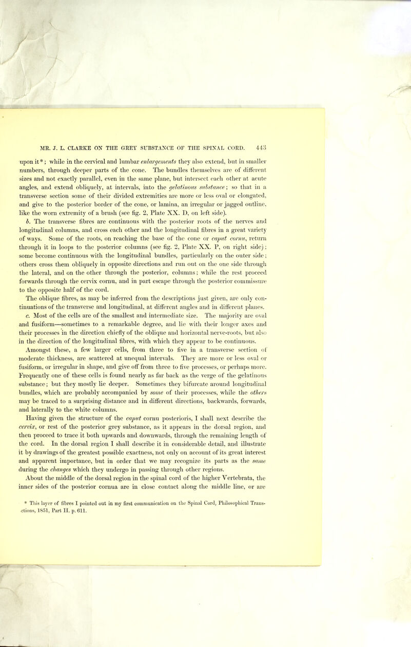 upon it*; while in the cervical and lumbar enlargements they also extend, but in smaller numbers, through deeper parts of the cone. The bundles themselves are of different sizes and not exactly parallel, even in the same plane, but intersect each other at acute angles, and extend obliquely, at intervals, into the gelatinous substance; so that in a transverse section some of their divided extremities are more or less oval or elongated, and give to the posterior border of the cone, or lamina, an irregular or jagged outline, like the worn extremity of a brush (see fig. 2, Plate XX. D, on left side). b. The transverse fibres are continuous with the posterior roots of the nerves and longitudinal columns, and cross each other and the longitudinal fibres in a great variety of ways. Some of the roots, on reaching the base of the cone or cagmt cornu, return through it in loops to the posterior columns (see fig. 2, Plate XX. P, on right side); some become continuous with the longitudinal bundles, particularly on the outer side; others cross them obliquely in opposite directions and run out on the one side through the lateral, and on the other through the posterior, columns; while the rest proceed forwards through the cervix cornu, and in part escape through the posterior commissure to the opposite half of the cord. The oblique fibres, as may be inferred from the descriptions just given, are only con- tinuations of the transverse and longitudinal, at different angles and in different planes. c. Most of the cells are of the smallest and intermediate size. The majority are oval and fusiform—sometimes to a remarkable degree, and lie with their longer axes and then- processes in the direction chiefly of the oblique and horizontal nerve-roots, but also in the direction of the longitudinal fibres, with which they appear to be continuous. Amongst these, a few larger cells, from three to five in a transverse section of moderate thickness, are scattered at unequal intervals. They are more or less oval or fusiform, or irregular in shape, and give off from three to five processes, or perhaps more. Frequently one of these cells is found nearly as far back as the verge of the gelatinous substance; but they mostly lie deeper. Sometimes they bifurcate around longitudinal bundles, which are probably accompanied by soyne of their processes, while the others may be traced to a surprising distance and in different directions, backwards, forwards, and laterally to the white columns. Having given the structure of the caput cornu posterioris, I shall next describe the cervix, or rest of the posterior grey substance, as it appears in the dorsal region, and then proceed to trace it both upwards and downwards, through the remaining length of the cord. In the dorsal region I shall describe it in considerable detail, and illustrate it by drawings of the greatest possible exactness, not only on account of its great interest and apparent importance, but in order that we may recognize its parts as the same during the changes which they undergo in passing through other regions. About the middle of the dorsal region in the spinal cord of the higher Vertebrata, the inner sides of the posterior cornua are in close contact along the middle line, or are * This layer of fibres I pointed out in my first communication on the Spinal Cord, Philosophical Traus- ctions, 1851, Part II. p. 611.