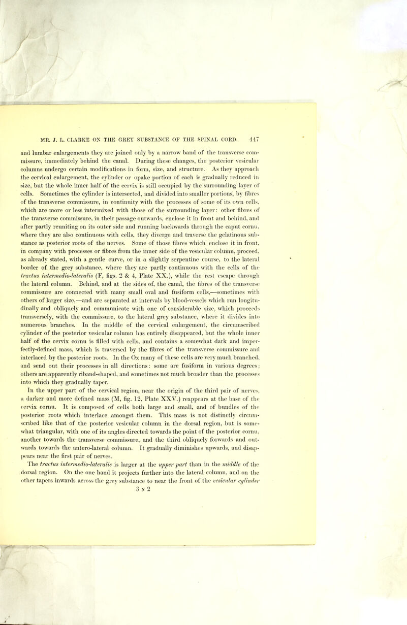 and lumbar enlargements they are joined only by a narrow band of the transverse com- missure, immediately behind the canal. During these changes, the i)osterior vesicular columns undergo certain modifications in form, size, and structure. As they approach the cervical enlargement, the cylinder or opake portion of each is gradually reduced in size, but the whole inner half of the cervix is still occupied by the surrounding layer of cells. Sometimes the cylinder is intersected, and dhided into smaller portions, by fibres of the transverse commissure, in continuity Avith the processes of some of its OAvn cells, which are more or less intermixed with those of the suiTounding layer; other fibres of the transverse commissure, in their passage outwards, enclose it in front and behind, and after partly reuniting on its outer side and running backwards through the caput cornu, whei'e they are also continuous with cells, they diverge and traverse the gelatinous sub- stance as posterior roots of the nerves. Some of those fibres Avhich enclose it in front, in company Avith processes or fibres from the inner side of the A^esicular column, proceed, as already stated, AA'ith a gentle cun'e, or in a slightly serpentine course, to the lateral border of the grey substance, where they are partly continuous Avith the cells of the fractus intermedio-lateralis (F, figs. 2 & 4, Plate XX.), Avhile the rest escape through the lateral column. Behind, and at the sides of, the canal, the fibres of the transverse commissure are connected Avith many small oval and fusiform cells,—sometimes Avith others of larger size,—and are separated at intervals by blood-vessels Avhich run longitu- dinally and obliquely and communicate Avith one of considerable size, Avhich proceeds transversely, Avith the commissure, to the lateral grey substance, Avhere it diA’ides into numerous branches. In the middle of the ceiwical enlargement, the circumscribed cylinder of the posterior vesicular column has entirely disappeared, but the Avhole inner half of the cervix cornu is filled Avith cells, and contains a someAvhat dark and imper- fectly-defined mass, Avhich is traversed by the fibres of the transverse commissure and interlaced by the posterior roots. In the Ox many of these cells are very much branched, and send out their processes in all directions; some are fusiform in various degrees ; others are apparently riband-shaped, and sometimes not much broader than the processes into Avhich they gradually taper. In the upper part of the cervical region, near the origin of the third pair of iierA cs, a darker and more defined mass (M, fig. 12, Plate XXV.) reappears at the base of tlie cervix cornu. It is composed of cells both large and small, and of bundles of tin' posterior roots which interlace amongst them. This mass is not distinctly circum- scribed like that of the posterior A'esicular column in the dorsal region, but is some- what triangular, with one of its angles directed toAvards the point of the posterior cornu, another towards the transverse commissure, and the third obliquely foiAvards and out- Avards toAvards the antero-lateral column. It gradually diminishes upAA^ards, and disap- ])ears near the first pair of nerves. The tractus intermedio-lateraUs is larger at the upper part than in the middle of the dorsal region. On the one hand it projects further into the lateral column, and on the other tapers inAvards across the grey substance to near the front of the vesicular cylinder 3x2