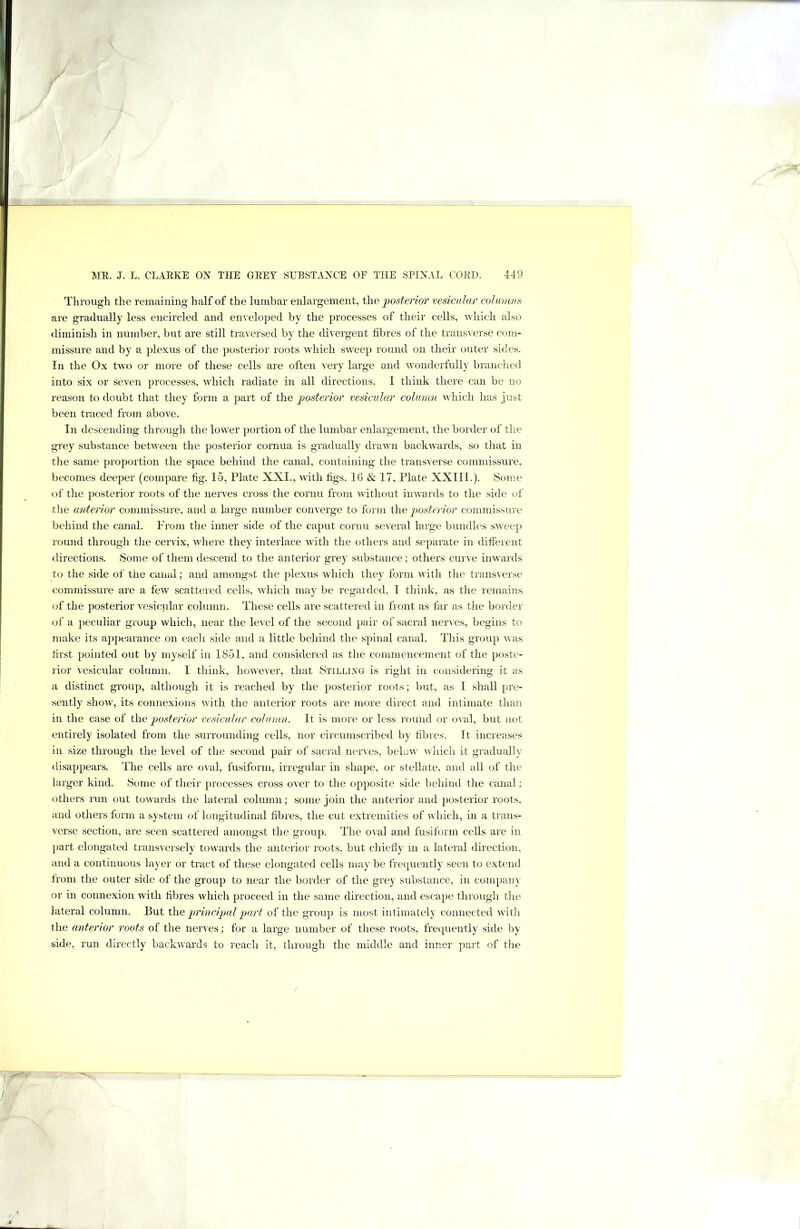 Through the remaining half of the lumbar enlargement, i\\e posterior vesicular columns are gradually less encircled and enveloped by the processes of their cells, which also diminish in number, but are still traversed by the divergent fibres of the transverse com- missure and by a plexus of the posterior roots which sweep round on their outer sides. In the Ox two or more of these cells are often very large and wonderfully branched into six or seven processes, wdiich radiate in all directions. I think there can be no reason to doubt that they form a part of the posterior vesicular column which has just been traced from above. In descending through, the lower portion of the lumbar enlargement, the border of the grey substance between the posterior cornua is gradually drawn backwards, so that in the same proportion the space behind the canal, containing the transverse commissure, becomes deeper (compare fig. 15, Plate XXI., with figs. IG & 17, Plate XXIIL). Some of the posterior roots of the nerves cross the cornu from without inwards to the side of the anterior commissure, and a large number converge to form \h.e posterior commissure behind the canal. From the inner side of the caput cornu several large bundles sweep round through the cervix, where they interlace with the others and separate in different directions. Some of them descend to the anterior grey substance; others curve inwards to the side of the canal; and amongst the plexus which they form with the transverse commissure are a few scattered cells, which may be regarded, 1 think, as the remains of the posterior vesi<;ular column. These cells are scattered in front as far as the border of a peculiar group which, near the level of the second pair of sacral nerves, begins to make its appearance on each side and a little behind the spinal canal. This group was first pointed out by myself in 1851, and considered as the commencement of the poste- rior vesicular column. 1 think, however, that Stilling is right in considering it as a distinct group, although it is reached by the posterior roots; but, as I shall pre- sently show, its connexions with the anterior roots are more direct and intimate than in the case of Wxq posterior vesicular column. It is more or less round or oval, but not entirely isolated from the surrounding cells, nor circumscribed by fibres. It increases in size through the level of the second pair of sacral nerves, below wliich it gradually disappears. The cells are oval, fusiform, irregular in shape, or stellate, and all of the larger kind. Some of their processes cross over to the opposite side behind the canal; others run out towards the lateral column; some join the anterior and posterior roots, and others form a system of longitudinal fibres, the cut extremities of which, in a trans- verse section, are seen scattered amongst the group. The oval and fusiform cells are in part elongated transversely towards the anterior roots, but chiefly in a lateral direction, and a continuous layer or tract of these elongated cells may be frequently seen to extend from the outer side of the group to near the border of the grey substance, in compain or in connexion with fibres which proceed in the same direction, and escape through the lateral column. But t\\e principal part of the group is most intimately connected with the anterior roots of the nerves; for a large number of these roots, freciuently side by side, run directly backwards to reach it, through the middle and inner part of the