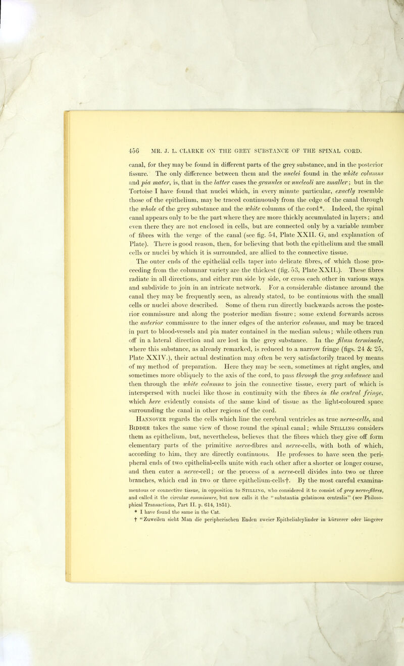 canal, for they may be found in different parts of the grey substance, and in the posterior fissure. The only difference between them and the nuclei found in the white columns and pia mater, is, that in the latter cases the granules or nucleoli are smaller; but in the Tortoise I have found that nuclei which, in every minute particular, exactly resemble those of the epithelium, may be traced continuously from the edge of the canal through the whole of the grey substance and the white columns of the cord*. Indeed, the spinal canal appears only to be the part where they are more thickly accumulated in layers ; and even there they are not enclosed in cells, but are connected only by a variable number of fibres with the verge of the canal (see fig. 54, Plate XXII. G, and explanation of Plate). There is good reason, then, for believing that both the epithelium and the small cells or nuclei by which it is surrounded, are allied to the connective tissue. The outer ends of the epithelial cells taper into delicate fibres, of which those pro- ceeding from the columnar variety are the thickest (fig. 53, Plate XXII.). These fibres radiate in all directions, and either run side by side, or cross each other in various ways and subdivide to join in an intricate network. For a considerable distance around the canal they may be frequently seen, as already stated, to be continuous with the small cells or nuclei above described. Some of them run directly backwards across the poste- rior commissure and along the posterior median fissure; some extend forwards across the anterior commissure to the inner edges of the anterior columns, and may be traced in part to blood-vessels and pia mater contained in the median sulcus; while others run off in a lateral direction and are lost in the grey substance. In the filum terminale, where this substance, as already remarked, is reduced to a narrow fringe (figs. 24 & 25, Plate XXIV.), their actual destination may often be very satisfactorily traced by means of my method of preparation. Here they may be seen, sometimes at right angles, and sometimes more obliquely to the axis of the cord, to pass through the grey substance and then through the white columns to join the connective tissue, every part of which is interspersed with nuclei like those in continuity with the fibres in the central fringe, which here evidently consists of the same kind of tissue as the light-coloured space surrounding the canal in other regions of the cord. Haxxover regards the cells which line the cerebral ventricles as true nerve-cells, and Bidder takes the same view of those round the spinal canal; while Stilling considers them as epithelium, but, nevertheless, believes that the fibres which they give off form elementaiy parts of the primitive werce-fibres and nerve-ceWs, with both of which, according to him, they are directly continuous. He professes to have seen the peri- pheral ends of two epithelial-cells unite with each other after a shorter or longer course, and then enter a nerve-ceW.; or the process of a nerve-c,e\\ divides into two or three branches, which end in two or three epithelium-cellsf. By the most careful examina- mentous or comiective tissue, in opposition to Stillixo, who considered it to consist of grey nerve-fibres, and called it the circular comtnissure, but now calls it the “substantia gelatinosa centralis” (see Philoso- phical Transactions, Part II. p. 614, 1851). * I have found the same in the Cat. t “ Zuweilen sieht Man die peripherischen Enden zweier Epithelialcylinder in kiirzerer oder liiugerer
