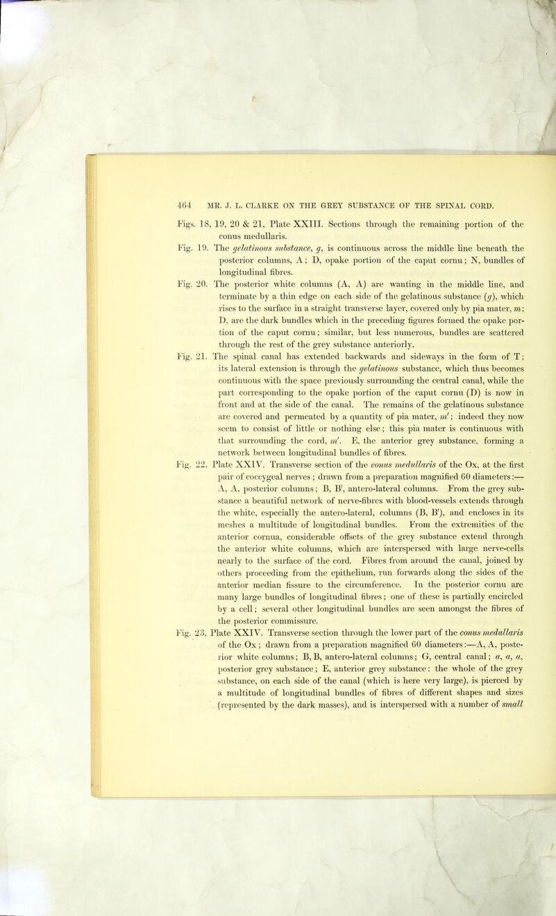 \ Figs. 18, 19, 20 & 21, Plate XXIII. Sections through the remaining portion of the conns medullaris. posterior columns, A; D, opake portion of the caput cornu; N, bundles of longitudinal fibres. Fig. 20. Tlie posterior white columns (A, A) are wanting in the middle line, and terminate by a thin edge on each side of the gelatinous substance (y), which rises to the surface in a straight transverse layer, covered only by pia mater, m; D, are the dark bundles which in the preceding figures formed the opake por- tion of the caput cornu; similar, but less numerous, bundles are scattered through the rest of the grey substance anteriorly. Fig. 21. The spinal canal has extended backwards and sideways in the form of T; its lateral extension is through the yelatinous substance, which thus becomes continuous with the space previously surrounding the central canal, while the part corresponding to the opake portion of the caput cornu (D) is now in front and at the side of the canal. The remains of the gelatinous substance are covered and permeated by a quantity of pia mater, m'; indeed they now seem to consist of little or nothing else; this pia mater is continuous with that surrounding the cord, m'. E, the anterior grey substance, forming a network between longitudinal bundles of fibres. Fig. 22, Plate XXIV. Transverse section of the conus medullaris of the Ox, at the first pair of coccygeal nerves ; drawn from a preparation magnified 60 diameters:— A, A, posterior columns; B, B', antero-lateral columns. From the grey sub- stance a beautiful network of nerve-fibres with blood-vessels extends through the white, especially the antero-lateral, columns (B, B'), and encloses in its meshes a multitude of longitudinal bundles. From the extremities of the anterior cornua, considerable offsets of the grey substance extend through the anterior Avhite columns, which are interspersed with large nerve-cells nearly to the surface of the cord. Fibres from around the canal, joined by others proceeding from the epithelium, run forwards along the sides of the anterior median fissure to the circumference. In the posterior cornu are many large bundles of longitudinal fibres; one of these is partially encircled by a cell; several other longitudinal bundles are seen amongst the fibres of the posterior commissure. of the Ox ; drawn from a preparation magnified 60 diameters:—A, A, poste- rior white columns; B, B, antero-lateral columns; G, central canal; a, «, «, posterior grey substance; E, anterior grey substance: the whole of the grey substance, on each side of the canal (which is here very large), is pierced by a multitude of longitudinal bundles of fibres of different shapes and sizes (represented by the dark masses), and is interspersed with a number of small Fig. 19. The gelatinous substance, g, is continuous across the middle fine beneath the