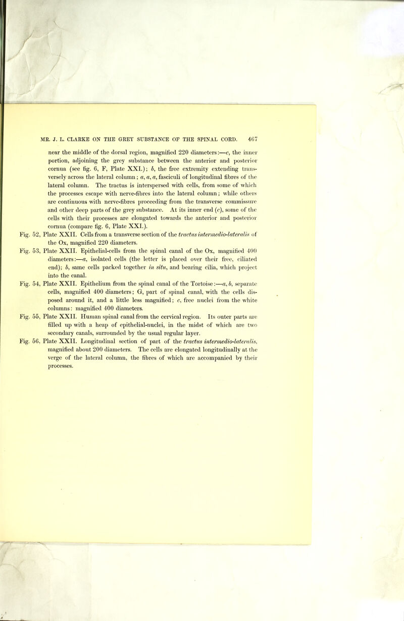 near the middle of the dorsal region, magnified 220 diameters:—c, the inner portion, adjoining the grey substance between the anterior and posterior cornua (see fig. 6, F, Plate XXI.); h, the free extremity extending trans- versely across the lateral column; a, a, a, fasciculi of longitudinal fibres of tlie lateral column. The tractus is interspersed with cells, from some of which the processes escape with nerve-fibres into the lateral column; while others ai’e continuous with nerve-fibres proceeding from the transverse commissure and other deep parts of the grey substance. At its inner end (c), some of the cells with their processes ai’e elongated towards the anterior and posterior comua (compare fig. 6, Plate XXI.). 52, Plate XXII. Cells from a transverse section of the tractus intermedio-latemlis of the Ox, magnified 220 diameters. 53, Plate XXII. Epithelial-cells from the spinal canal of the Ox, magnified 400 diameters:—a, isolated cells (the letter is placed over their free, ciliated end); b, same cells packed together in situ, and bearing cilia, which project into the canal. 54, Plate XXII. Epithelium from the spinal canal of the Tortoise:—«, b, separate cells, magnified 400 diameters; G, part of spinal canal, with the cells dis- posed around it, and a little less magnified; c, free nuclei from the white columns: magnified 400 diameters. 55, Plate XXII. Human spinal canal from the cervical region. Its outer parts are filled up with a heap of epithelial-nuclei, in the midst of which are two secondary canals, surrounded by the usual regular layer. 56, Plate XXII. Longitudinal section of part of the tractus inte^'medio-lateralis, magnified about 200 diameters. The cells are elongated longitudinally at the verge of the lateral column, the fibres of which are accompanied by their processes.