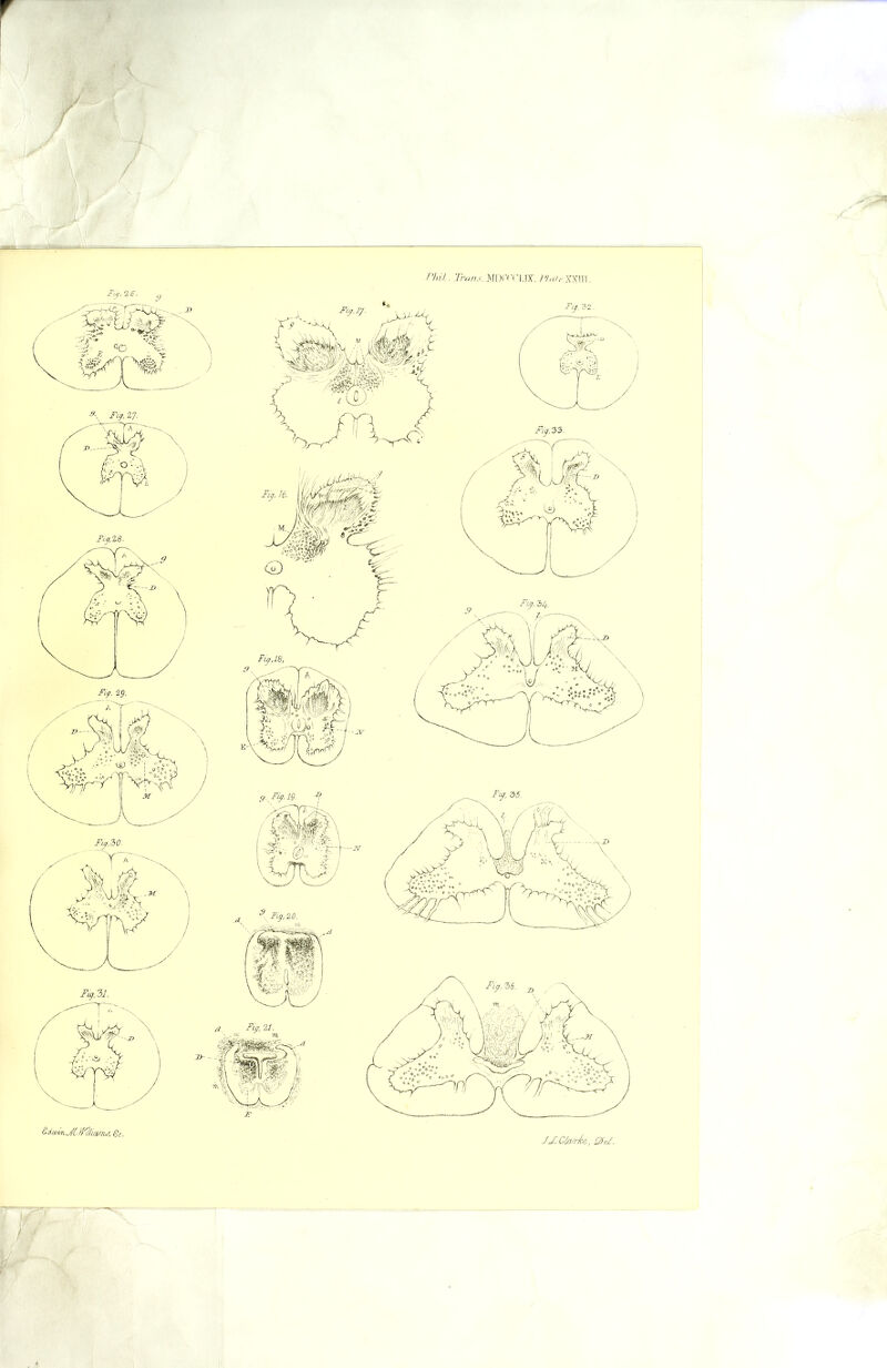 Sc. JJLCiouri&, Qfe/.