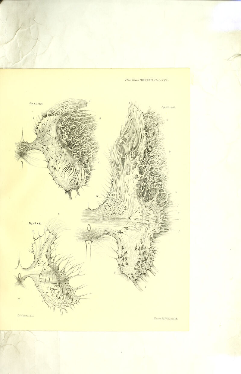 Ph^l.T-rcuu:MDCCClI^^.Plcd€JXy.