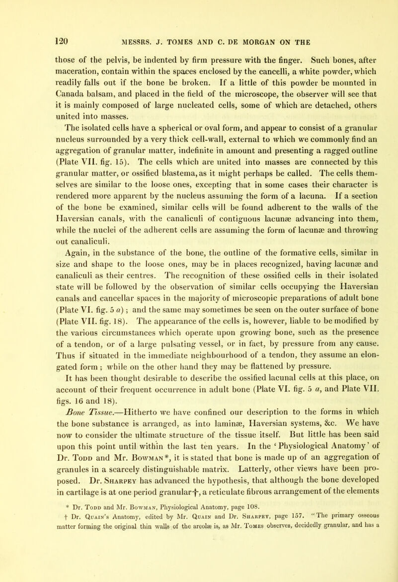 those of the pelvis, be indented by firm pressure with the finger. Such bones, after maceration, contain within the spaces enclosed by the cancelli, a white powder, which readily falls out if the bone be broken. If a little of this powder be mounted in Canada balsam, and placed in the field of the microscope, the observer will see that it is mainly composed of large nucleated cells, some of which are detached, others united into masses. The isolated cells have a spherical or oval form, and appear to consist of a granular nucleus surrounded by a very thick cell-wall, external to which we commonly find an aggregation of granular matter, indefinite in amount and presenting a ragged outline (Plate VII. fig. 15). The cells which are united into masses are connected by this granular matter, or ossified blastema, as it might perhaps be called. The cells them- selves are similar to the loose ones, excepting that in some cases their character is rendered more apparent by the nucleus assuming the form of a lacuna. If a section of the bone be examined, similar cells will be found adherent to the walls of the Haversian canals, with the canaliculi of contiguous lacunae advancing into them, while the nuclei of the adherent cells are assuming the form of lacunae and throwing out canaliculi. Again, in the substance of the bone, the outline of the formative cells, similar in size and shape to the loose ones, may be in places recognized, having lacunae and canaliculi as their centres. The recognition of these ossified cells in their isolated state will be followed by the observation of similar cells occupying the Haversian canals and eancellar spaces in the majority of microscopic preparations of adult bone (Plate VI. fig. 5 a); and the same may sometimes be seen on the outer surface of bone (Plate VII. fig. 18). The appearance of the cells is, however, liable to be modified by the various circumstances which operate upon growing bone, such as the presence of a tendon, or of a large pulsating vessel, or in fact, by pressure from any cause. Thus if situated in the immediate neighbourhood of a tendon, they assume an elon- gated form; while on the other hand they may be flattened by pressure. It has been thought desirable to describe the ossified lacunal cells at this place, on account of their frequent occurrence in adult bone (Plate VI. fig. 5 a, and Plate VII. figs. 16 and 18). Bone Tissue.—Hitherto we have confined our description to the forms in which the bone substance is arranged, as into laminae, Haversian systems, &c. We have now to consider the ultimate structure of the tissue itself. But little has been said upon this point until within the last ten years. In the ‘Physiological Anatomy’ of Dr. Todd and Mr. Bowman*, it is stated that bone is made up of an aggregation of granules in a scarcely distinguishable matrix. Latterly, other views have been pro- posed. Dr. Sharpey has advanced the hypothesis, that although the bone developed in cartilage is at one period granular-^, a reticulate fibrous arrangement of the elements * Dr. Todd and Mr. Bowman, Physiological Anatomy, page 108. t Dr. Quain’s Anatomy, edited by Mr. Quain and Dr. Sharpey, page 157. “The primary osseous matter forming the original thin walls of the areolae is, as Mr. Tomes observes, decidedly granular, and has a