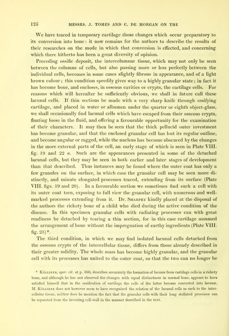 We have traced in temporary cartilage those changes which occur preparatory to its conversion into bone: it now remains for the authors to describe the results of their researches on the mode in which that conversion is effected, and concerning which there hitherto has been a great diversity of opinion. Preceding ossific deposit, the intercolumnar tissue, which may not only be seen between the columns of cells, but also passing more or less perfectly between the individual cells, becomes in some cases slightly fibrous in appearance, and of a light brown colour; this condition speedily gives way to a highly granular state; in fact it has become bone, and encloses, in osseous cavities or crypts, the cartilage cells. For reasons which will hereafter be sufficiently obvious, we shall in future call these lacunal cells. If thin sections be made with a very sharp knife through ossifying cartilage, and placed in water or albumen under the quarter or eighth object-glass, we shall occasionally find lacunal cells which have escaped from their osseous crypts, floating loose in the fluid, and offering a favourable opportunity for the examination of their characters. It may then be seen that the thick pellucid outer investment has become granular, and that the enclosed granular cell has lost its regular outline, and become angular or ragged, while the nucleus has become obscured by the changes in the more external parts of the cell, an early stage of which is seen in Plate VIII. fig. 19 and 22 a. Such are the appearances presented in some of the detached lacunal cells, but they may be seen in both earlier and later stages of development than that described. Thus instances may be found where the outer coat has only a few granules on the surface, in which case the granular cell may be seen more di- stinctly, and minute elongated processes traced, extending from its surface (Plate VIII. figs. 19 and 20). In a favourable section we sometimes find such a cell with its outer coat torn, exposing to full view the granular cell, with numerous and well- marked processes extending from it. Dr. Sharpey kindly placed at the disposal of the authors the rickety bone of a child who died during the active condition of the disease. In this specimen granular cells with radiating processes can with great readiness be detached by tearing a thin section, for in this case cartilage assumed the arrangement of bone without the impregnation of earthy ingredients (Plate VIII. fig. 23)*. The third condition, in which we may find isolated lacunal cells detached from the osseous crypts of the intercellular tissue, differs from those already described in their greater solidity. The whole mass has become highly granular, and the granular cell with its processes has united to the outer coat, so that the two can no longer be * Kolliker, oper. cit. at p. 360, describes accurately the formation of lacunae from cartilage cells in a rickety bone, and although he has not observed the changes with equal distinctness in normal bone, appears to have satisfied himself that in the ossification of cartilage the cells of the latter become converted into lacunae. M. Kolliker does not however seem to have recognized the relation of the lacunal cells as such to the inter- cellular tissue, neither does he mention the fact that the granular cells with their long stellated processes can be separated from the investing cell-wall in the manner described in the text.