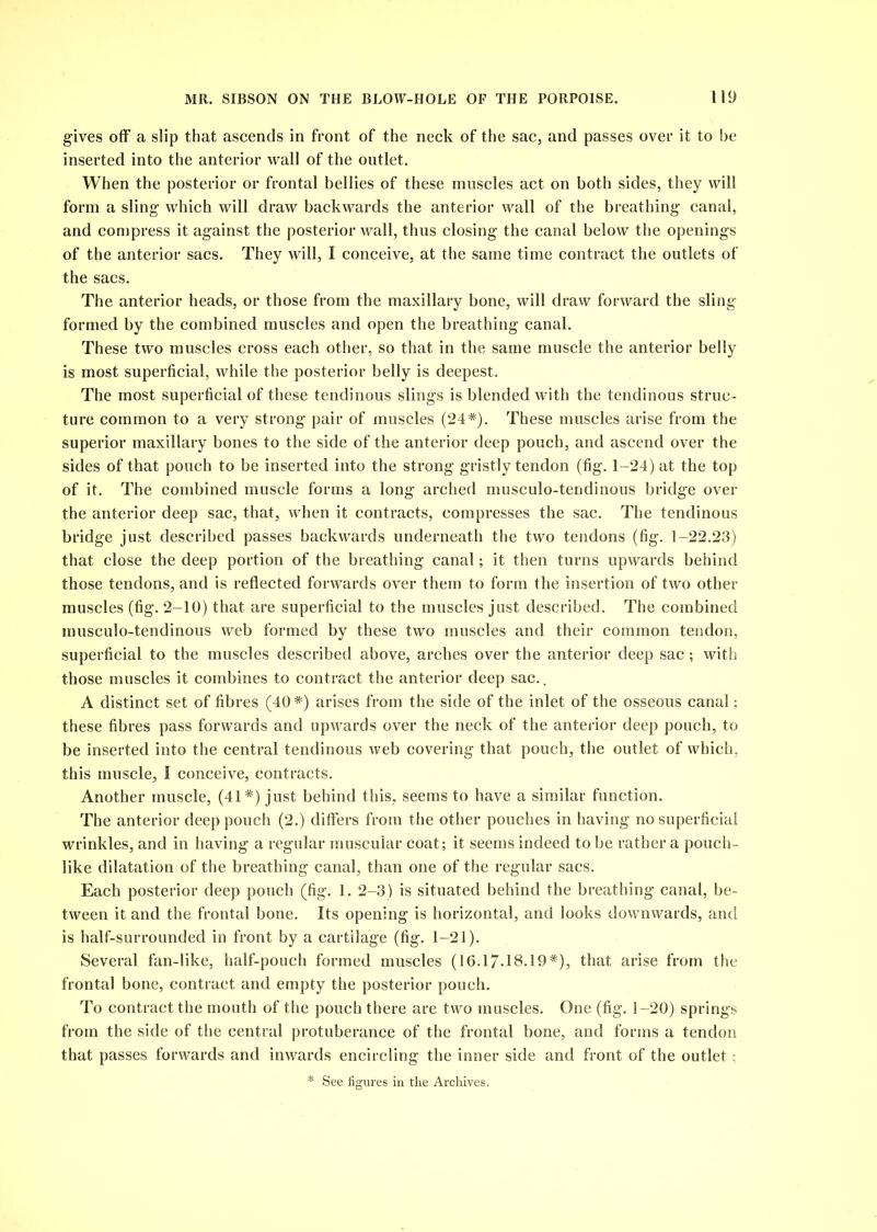 gives off a slip that ascends in front of the neck of the sac, and passes over it to he inserted into the anterior wall of the outlet. When the posterior or frontal bellies of these muscles act on both sides, they will form a sling which will draw backwards the anterior wall of the breathing canal, and compress it against the posterior wall, thus closing the canal below the openings of the anterior sacs. They will, I conceive, at the same time contract the outlets of the sacs. The anterior heads, or those from the maxillary bone, will draw forward the sling formed by the combined muscles and open the breathing canal. These two muscles cross each other, so that in the same muscle the anterior belly is most superficial, while the posterior belly is deepest. The most superficial of these tendinous slings is blended with the tendinous struc- ture common to a very strong pair of muscles (24*). These muscles arise from the superior maxillary bones to the side of the anterior deep pouch, and ascend over the sides of that pouch to be inserted into the strong gristly tendon (fig. 1-24) at the top of it. The combined muscle forms a long arched musculo-tendinous bridge over the anterior deep sac, that, when it contracts, compresses the sac. The tendinous bridge just described passes backwards underneath the two tendons (fig. 1-22.23) that close the deep portion of the breathing canal; it then turns upwards behind those tendons, and is reflected forwards over them to form the insertion of two other muscles (fig. 2-10) that are superficial to the muscles just described. The combined musculo-tendinous web formed by these two muscles and their common tendon, superficial to the muscles described above, arches over the anterior deep sac; with those muscles it combines to contract the anterior deep sac., A distinct set of fibres (40*) arises from the side of the inlet of the osseous canal; these fibres pass forwards and upwards over the neck of the anterior deep pouch, to be inserted into the central tendinous web covering that pouch, the outlet of which, this muscle, I conceive, contracts. Another muscle, (41*) just behind this, seems to have a similar function. The anterior deep pouch (2.) differs from the other pouches in having no superficial wrinkles, and in having a regular muscular coat; it seems indeed to be rather a pouch- like dilatation of the breathing canal, than one of the regular sacs. Each posterior deep pouch (fig. 1. 2-3) is situated behind the breathing canal, be- tween it and the frontal bone. Its opening is horizontal, and looks downwards, and is half-surrounded in front by a cartilage (fig. 1-21). Several fan-like, half-pouch formed muscles (16.17-18.19*), that arise from the frontal bone, contract and empty the posterior pouch. To contract the mouth of the pouch there are two muscles. One (fig. 1-20) springs from the side of the central protuberance of the frontal bone, and forms a tendon that passes forwards and inwards encircling the inner side and front of the outlet :