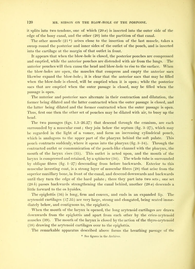 it splits into two tendons, one of which (20 a) is inserted into the outer side of the edge of the bony canal, and the other (20) into the partition of that canal. The other muscle (21*) arises close to the insertion of the last muscle, takes a sweep round the posterior and inner sides of the outlet of the pouch, and is inserted into the cartilage at the margin of that outlet in front. It appears that when the blow-hole is closed, the posterior pouches are compressed and emptied, while the anterior pouches are distended with air from the lungs. The anterior pouches will then cause the head and blow-hole to rise to the surface. When the blow-holes are open, the muscles that compress and empty the anterior sacs likewise expand the blow-hole; it is clear that the anterior sacs that may be filled when the blow-hole is closed, will be emptied when it is open; while the posterior sacs that are emptied when the outer passage is closed, may be filled when the passage is open. The anterior and posterior sacs alternate in their contraction and dilatation, the former being dilated and the latter contracted when the outer passage is closed, and the latter being dilated and the former contracted when the outer passage is open. Thus, first one then the other set of pouches may be dilated with air, to buoy up the head. The two passages (figs. 1.3-26.27) that descend through the cranium, are each surrounded by a muscular coat; they join below the septum (fig. 3-27), which may be regarded in the light of a vomer, and form an increasing cylindrical pouch, which is analogous to the upper part of the pharynx behind the soft palate. This pouch contracts suddenly, where it opens into the pharynx (fig. 3-34). Through the contracted outlet or communication of the pouch-like channel with the pharynx, the mouth of the larynx rises (35). This outlet is acted upon, and the mouth of the larynx is compressed and retained, by a sphincter (34). The whole tube is surrounded by oblique fibres (fig. 1-27) descending from before backwards. Exterior to this muscular investing coat, is a strong layer of muscular fibres (28) that arise from the superior maxillary bone, in front of the canal, and descend downwards and backwards until they turn the edge of the hard palate; there they part into two sets; one set (28 b) passes backwards strengthening the canal behind, another (28 a) descends a little forward to the os hyoides. The epiglottis (36) is long, firm and convex, and ends in an expanded lip. The arytenoid cartilages (37-35) are very large, strong and elongated, being seated imme- diately below, and contiguous to, the epiglottis. When the mouth of the larynx is opened, the long arytenoid cartilages are drawn downwards from the epiglottis and apart from each other by the crico-arytenoid muscles (39). The mouth of the larynx is closed by the action of the thyro-arytenoid (38) drawing the arytenoid cartilages over to the epiglottis. The remarkable apparatus described above forms the breathing passage of the