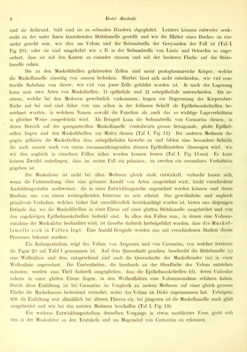 sind sie drehrund, bald sind sie zu schmalen Bändern abgeplattet. Letztere können entweder senk- recht zu der unter ihnen hinziehenden Stützlamelle gestellt und wie die Blätter eines Buches an ein- ander gereiht sein, wie dies am Velum und der Subumbrella der Geryoniden der Fall ist (Taf. I, Fig. 20); oder sie sind umgekehrt wie z. B. in der Subumbrella von Lizzia und Octorchis so ange- ordnet, dass sie mit den Kanten an einander stossen und mit der breiteren Fläche auf der Stütz- lamelle ruhen. Die zu den Muskelfibrillen gehörenden Zellen sind meist protoplasmareiche Körper, welche die Muskellamelle einseitig von aussen bedecken. Hierbei lässt sich nicht entscheiden, wie viel con- tractile Substanz von dieser, wie viel von jener Zelle gebildet worden ist. Je nach der Lagerung kann man zwei Arten von Muskelzellen, 1) epitheliale und 2) subepitheliale unterscheiden. Die er- steren, welche bei den Medusen gewöhnlich Vorkommen, tragen zur Begrenzung der Körperober- fläche mit bei und sind daher von uns schon in der früheren Schrift als Epithelmuskelzellen be- zeichnet worden, in welchem Namen sowohl die Function als auch das so wichtige Lageverhältniss in gleicher Weise ausgedrückt wird. Als Beispiel kann die Subumbrella von Carmarina dienen, in deren Bereich auf der quergestreiften Muskellamelle ventralwärts grosse hexagonale, platte Epithel- zellen liegen und den Muskelfibrillen zur Matrix dienen (Taf. I, Fig. 11). Bei anderen Medusen da- gegen gehören die Muskelzellen dem subepithelialen Gewebe an und bilden eine besondere Schicht, die nach aussen noch von einem zusammenhängenden dünnen Epithelhäutchen überzogen wird, wie wir dies sogleich in einzelnen Fällen näher werden kennen lernen (Taf. 1, Fig. 15 mz). Es kann keinem Zweifel unterliegen, dass im ersten Fall ein primäres, im zweiten ein secundäres Verhältniss gegeben ist. Die Muskulatur ist nicht bei allen Medusen gleich stark entwickelt, vielmehr lassen sich, wenn die Untersuchung über eine grössere Anzahl von Arten ausgedehnt wird, leicht verschiedene Ausbildungsstufen nachweisen, die in einer Entwicklungsreihe angeordnet werden können und deren Studium uns von einem weitergehenden Interesse zu sein scheint. Das gewöhnliche und zugleich primitivste Verhalten, welches bisher fast ausschliesslich berücksichtigt worden ist, bieten uns diejenigen Befunde dar, wo die Muskelfibrillen in einer Ebene auf einer glatten Stützlamelle ausgebreitet und von den zugehörigen Epithelmuskelzellen bedeckt sind, ln allen den Fällen nun, in denen eine Volums- zunahme der Muskulatur beobachtet wird, ist dieselbe dadurch herbeigeführt worden, dass die Muskel- lamelle sich in Falten legt. Eine Anzahl Beispiele werden uns mit verschiedenen Stadien dieses Processes bekannt machen. Ein Anfangsstadium zeigt das Velum von Aequorea und von Carmarina, von welcher letzteren die Figur 20 auf Tafel I genommen ist. Auf dem Querschnitt gesehen beschreibt die Stützlamelle (s) eine Wellenlinie und dem entsprechend sind auch die Querschnitte der Muskelbänder (m) in einer Wellenlinie angeordnet. Die Unebenheiten, die hierdurch an der Oberfläche des Velum entstehen müssten, werden zum Theil dadurch ausgeglichen, dass die Epithelmuskelzellen (d), deren Cuticulae nahezu in einer glatten Ebene liegen, in den Wellenthälern eine Volumszunahme erfahren haben. Durch diese Einfaltung ist bei Carmarina im Vergleich zu andern Medusen auf einer gleich grossen Fläche die Muskelmasse bedeutend vermehrt, wobei das Velum an Dicke zugenommen hat. Uebrigens tritt die Einfaltung erst allmählich bei älteren Thieren ein, bei jüngeren ist die Muskellamelle noch glatt ausgebreitet und wie bei den meisten Medusen beschaffen (Taf. I, Fig. 19). Ein weiteres Entwicklungsstadium desselben Vorgangs in etwas modificirter Form giebt sich uns in der Muskulatur an den Tentakeln und am Magenstiel von Carmarina zu erkennen.
