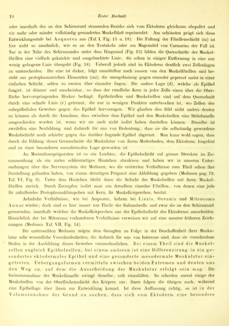 oder innerhalb des an den Schirmrand stossenden Bezirks sich vom Ektoderm gleichsam abspaltet und ein mehr oder minder vollständig gesondertes Muskelblatt repräsentirt. Am schönsten prägt sich diese Entwicklungsstufe bei Aequorea aus (Taf. I, Fig. 15 u. 18). Die Faltung der Fibrillenschicht (m) ist hier nicht so ansehnlich, wie es an den Tentakeln oder am Magenstiel von Carmarina der Fall ist. Nur in der Nähe des Schirmrandes unter dem Ringcanal (Fig. 15) bilden die Querschnitte der Muskel- fibrillen eine vielfach geknickte und ausgebuchtete Linie, die schon in einiger Entfernung in eine nur wenig gebogene Linie übergeht (Fig. 18). Ueberall jedoch sind im Ektoderm deutlich zwei Zellenlagen zu unterscheiden. Die eine ist dicker, folgt unmittelbar nach aussen von den Muskelfibrillen und be- steht aus protoplasmareichen Elementen (mz), die unregelmässig gegen einander gepresst meist in einer einfachen Schicht, selten zu zweien über einander liegen. Die andere Lage (d), welche als Epithel fungirt, ist dünner und unscheinbar, so dass der rundliche Kern in jeder Zelle einen über die Ober- fläche hervorspringenden Höcker bedingt. Epithelzellen und Muskelzellen sind auf dem Querschnitt durch eine scharfe Linie (s') getrennt, die nur in wenigen Punkten unterbrochen ist, wo Zellen des subepithelialen Gewebes gegen das Epithel hervorragen. Wir glauben dies Bild nicht anders deuten zu können als durch die Annahme, dass zwischen dem Epithel und den Muskelzellen eine Stützlamelle ausgeschieden worden ist, wenn wir sie auch nicht isolirt haben darstellen können. Dieselbe ist zweifellos eine Neubildung und dadurch für uns von Bedeutung, dass sie die selbständig gewordene Muskelschicht noch schärfer gegen das darüber liegende Epithel abgrenzt. Man kann wohl sagen, dass durch die Bildung dieser Grenzscheide die Muskulatur von ihrem Mutterboden, dem Ektoderm, losgelöst und zu einer besonderen mesodermalen Lage geworden ist. An Macerationspräparaten ist es ein Leichtes, die Epithelschicht auf grosse Strecken im Zu- sammenhang als ein zartes schleierartiges Häutchen abzulösen und haben wir in unseren Unter- suchungen über das Nervensystem der Medusen, wo die erörterten Verhältnisse zum Theil schon ihre Darstellung gefunden haben, von einem derartigen Präparat eine Abbildung gegeben (Medusen pag. 79, Taf. VI, Fig. 9). Unter dem Häutchen bleibt dann die Schicht der Muskelzellen mit ihren Muskel- fibrillen zurück. Durch Zerzupfen isolirt man aus derselben einzelne Fibrillen, von denen eine jede ihr anhaftendes Protoplasmaklümpchen mit Kern, ihr Muskelkörperchen, besitzt. Aehnliche Verhältnisse, wie bei Aequorea, kehren bei Lizzia, Oceania und Mitrocoma Annae wieder; doch sind es hier immer nur Theile der Subumbrella und zwar die an den Schirmrand grenzenden, innerhalb welcher die Muskelkörperchen aus der Epithelschicht des Ektoderms ausscheiden. Hinsichtlich der bei Mitrocoma vorhandenen Verhältnisse verweisen wir auf eine unserer früheren Zeich- nungen (Medusen Taf. VII, Fig. 14). Die untersuchten Medusen zeigen dem Gesagten zu Folge in der Beschaffenheit ihrer Musku- latur sehr wesentliche Verschiedenheiten, die dadurch für uns von Interesse sind, dass sie verschiedene Stufen in der Ausbildung dieses Gewebes veranschaulichen. Bei einem Theil sind die Muskel- zellen zugleich Epithelzellen, bei einem anderen ist eine Differenzirung in ein ge- sondertes ektodermales Epithel und eine gesonderte mesodermale Muskulatur ein- getreten. Uebergangsformen vermitteln zwischen beiden Extremen und deuten uns den Weg an, auf dem die Ausscheidung der Muskulatur erfolgt sein mag. Die Grössenzunahme der Muskellamelle zwingt dieselbe, sich einzufalten. So scheiden zuerst einige der Muskelzellen von der Oberflächenschicht des Körpers aus; ihnen folgen die übrigen nach, während eine Epithellage über ihnen zur Entwicklung kommt. Ist diese Auffassung richtig, so ist in der Volumszunahme der Grund zu suchen, dass sich vom Ektoderm eine besondere