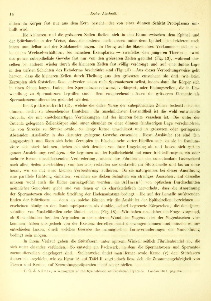indem ihr Körper fast nur aus dem Kern besteht, der von einer dünnen Schicht Protoplasma um- hüllt wird. Die kleineren und die grösseren Zellen theilen sich in den Raum zwischen dem Epithel und der Stützlamelle in der Weise, dass die ersteren nach aussen unter dem Epithel, die letzteren nach innen unmittelbar auf der Stützlamelle liegen. In Bezug auf die Masse ihres Vorkommens stehen sie in einem Wechselverhältniss; bei manchen Exemplaren — zweifellos den jüngeren Thieren — wird das ganze subepitheliale Gewebe fast nur von den grösseren Zellen gebildet (Fig. 13), während die- selben bei anderen wieder durch die kleineren Zellen fast völlig verdrängt und auf eine dünne Lage in den tiefsten Schichten des Ektoderms beschränkt sind (Fig. 15). Aus dieser Verbreitungsweise geht hervor, dass die kleineren Zellen durch Theilung aus den grösseren entstehen; sie sind, wie beim Zerzupfen sich feststellen lässt, entweder schon reife Spermatozoen selbst, indem dann ihr Körper sich in einen feinen langen Faden, den Spermatozoenschwanz, verlängert, oder Bildungszellen, die in Um- wandlung zu Spermatozoen begriffen sind. Dem entsprechend müssen die grösseren Elemente als Spermatozoenmutterzellen gedeutet werden. Die Epithel schiebt (d), welche die dicke Masse der subepithelialen Zellen bedeckt, ist ein dünnes, leicht zu übersehendes Häutchen. Ihr ansehnlichster Bestandtheil ist die wohl entwickelte Cuticula, die mit knötchenartigen Verdickungen auf der inneren Seite versehen ist. Die unter der Cuticula gelegenen Zellenkörper sind unter einander zu einer dünnen feinfaserigen Lage verschmolzen, die von Strecke zu Strecke ovale, 8|t lange Kerne umschlieSst und in grösseren oder geringeren Abständen Ausläufer in das darunter gelegene Gewebe entsendet. Diese Ausläufer (b) sind fein längsgestreift und lösen sich beim Zerzupfen in Büschel sehr zarter Fibrillen auf; da sie in Osmium- säure sich stark bräunen, heben sie sich deutlich von ihrer Umgebung ab und lassen sich gut in ganzer Ausdehnung verfolgen. Sie beginnen an der Epithelschicht mit einer trichterförmigen, ein oder mehrere Kerne umsehliessenden Verbreiterung, indem ihre Fibrillen in die subcuticulare Faserschicht nach allen Seiten ausstrahlen; von liier aus verlaufen sie senkrecht zur Stützlamelle und bis an diese heran, wo sie mit einer kleinen Verbreiterung aufhören. Da sie naturgemäss bei dieser Anordnung eine parallele Richtung einhalten, verleihen sie dicken Schnitten ein streitiges Aussehen; auf dasselbe müssen wohl auch die Bilder zurückgeführt werden, die Allman1) von optischen Durchschnitten männlicher Gonophore giebt und von denen er als charakteristisch hervorhebt, dass (he Anordnung der Spermatozoen eine radiale Streifung der Hodensubstanz bedingt. Die auf der Lamelle aufsitzenden Enden der Stützfasern — denn als solche können wir die Ausläufer der Epithelzellen bezeichnen — erscheinen häufig an den Osmiumpräparaten als dunkle, scharf begrenzte Körperchen, die den Quer- schnitten von Muskelfibrillen sehr ähnlich sehen (Fig. 18). Wir haben uns daher (he Frage vorgelegt, ob Muskelfibrillen bei den Aeginiden in der unteren W and des Magens oder der Magentaschen Vor- kommen; haben uns jedoch von der Existenz derselben nicht überzeugen können und müssen es un- entschieden lassen, durch welches Gewebe die mannigfachen Form Veränderungen der Mundöffnung bedingt sein mögen. ln ihrem Verlauf geben die Stützfasern unter spitzem Winkel seitlich Fibrillenbündel ab, die sich unter einander verbinden. So entsteht ein Fachwerk, in dem die Spermatozoen und Spermato- zoenmutterzellen eingelagert sind. Stellenweise findet man ferner ovale Kerne (y) den Stützfasern äusserlich angeklebt, wie es Figur 18 auf Tafel II zeigt; doch liess sich die Zusammengehörigkeit von Fasern und Kernen auf Zerzupfungspräparaten nicht sicher stellen. 1) G. J. Allman, A monograph of the Gymnoblastic or Tubularian Hydroids. London 1871. pag. 65.
