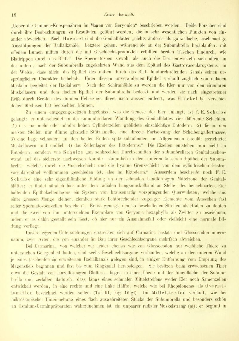 „Ueber die Cuninen-Knospenähren im Magen von Geryonien“ beschrieben worden. Beide Forscher sind durch ihre Beobachtungen zu Resultaten geführt worden, die in sehr wesentlichen Punkten von ein- ander abweichen. Nach Haeckel sind die Genitalblatter „nichts anderes als ganz flache, taschenartige Ausstülpungen der Radialkanäle. Letztere gehen, während sie an der Subumbrella herablaufen, mit offenem Lumen mitten durch die mit Geschlechtsprodukten erfüllten breiten Taschen hindurch, wie Blattrippen durch das Blatt.“ Die Spermatozoen sowohl als auch die Eier entwickeln sich allein in der untern, nach der Subumbrella zugekehrten Wand aus dem Epithel des Gastrovascularsystems, in der Weise, dass allein das Epithel des mitten durch das Blatt hindurchtretenden Kanals seinen ur- sprünglichen Charakter bei behält. Unter diesem unveränderten Epithel verläuft zugleich von radialen Muskeln begleitet der Radialnerv. Nach der Schirmhöhle zu werden die Eier nur von den circulären Muskelfasern und dem flachen Epithel der Subumbrella bedeckt und werden sie nach eingetretener Reife durch Bersten des dünnen Ueberzugs direct nach aussen entleert, was Haeckel bei verschie- denen Medusen hat beobachten können. Zu einem entgegengesetzten Ergebniss, was die Genese der Eier anlangt, ist F. E. Schulze gelangt; er unterscheidet an der subumbrellaren Wandung des Genitalblattes vier differente Schichten, „1) das aus mehr oder minder hohen Cylinderzellen gebildete einschichtige Entoderm, 2) die an den meisten Stellen nur dünne glashellc Stützlamelle, eine directe Fortsetzung der Scheibengallertmasse, 3) eine Lage schmaler, an den beiden Enden spitz zulaufender, im Allgemeinen circulär gerichteter Muskelfasern und endlich 4) das Zellenlager des Ektoderms.“ Die Eizellen entstehen nun nicht im Entoderm, sondern wie Schulze „an senkrechten Durchschnitten der subumbrellaren Genitaltaschen- wand auf das sicherste nachweisen konnte, sämmtlich in dem unteren äusseren Epithel der Subum- brella, welches durch die Muskelschicht und die hyaline Grenzschicht von dem cylindrischen Gastro- vaseularepithel vollkommen geschieden ist, also im Ektoderm.“ Ausserdem beschreibt noch F. E. Schulze eine sehr eigentümliche Bildung an der schmalen bandförmigen Mittelzone der Genital- blätter ; er findet nämlich liier unter dem radialen Längsmuskelband an Stelle „des benachbarten, Eier haltenden Epithelzellenlagers ein System von krausenartig vorspringenden Querwülsten, welche aus einer grossen Menge kleiner, ziemlich stark lichtbrechender kugeliger Elemente vom Aussehen fast reifer Spermatozoenzellen bestehen“. Er ist geneigt, den so beschaffenen Streifen als Hoden zu deuten und die zwei von ihm untersuchten Exemplare von Geryonia hexaphylla als Zwitter zu bezeichnen, indem er es dahin gestellt sein lässt, ob hier nur ein Ausnahmefall oder vielleicht eine normale Bil- dung vorliegt. Unsere eigenen Untersuchungen erstrecken sich auf Carmarina hastata und Glossocodon mucro- natum, zwei Arten, die von einander im Bau ihrer Geschlechtsorgane mehrfach abweichen. Bei Carmarina, von welcher wir leider ebenso wie von Glossocodon nur weibliche Thiere zu untersuchen Gelegenheit hatten, sind sechs Geschlechtsorgane vorhanden, welche an der unteren Wand je eines taschenförmig erweiterten Radialkanals gelegen sind, in einiger Entfernung vom Ursprung des Magenstiels beginnen und fast bis zum Ringkanal herabsteigen. Sie besitzen beim erwachsenen Thier etwa die Gestalt von lanzetförmigen Blättern, liegen in einer Ebene mit der Innenfläche der Subum- brella und zerfallen dadurch, dass längs eines schmalen Mittelstreifens weder Eier noch Samenzellen entwickelt werden, in eine rechte und eine linke Hälfte, welche wie bei Rhopalonema als Ovarial- lamellen bezeichnet werden sollen (Taf. III, Fig. 16 gl). Im Mittelstreifen verläuft, wie bei mikroskopischer Untersuchung eines flach ausgebreiteten Stücks der Subumbrella und besonders schön an Osmium-Carminpräparaten wahrzunehmen ist, ein unpaarer radialer Muskelstrang (m); er beginnt in