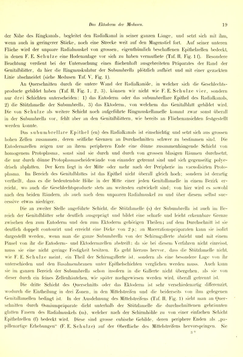 der Nähe des Ringkanals, begleitet den Radialkanal in seiner ganzen Länge, und setzt sich mit ihm, wenn auch in geringerer Stärke, noch eine Strecke weit auf den Magenstiel fort. Auf seiner unteren Fläche wird der unpaare Radialmuskel von grossen, eigenthiimlich beschaffenen Epithelzellen bedeckt, in denen F. E. Schulze eine Hodenanlage vor sich zu haben vermuthete (Taf. II, Fig. lf).. Besondere Beachtung verdient bei der Untersuchung eines flächenhaft ausgebreiteten Präparates der Rand der Genitalblätter, da hier die Ringmuskulatur der Subumbrella plötzlich aufhört und mit einer gezackten Linie abschneidet (siehe Medusen Taf. V, Fig. 1). An Querschnitten durch die untere Wand der Radialkanäle, in welcher sich die Geschlechts- producte gebildet haben (Taf. II, Fig. 1, 2, 3), können wir nicht wie F. E. Schulze vier, sondern nur drei Schichten unterscheiden: 1) das Entoderm oder das subumbrellare Epithel des Radialkanals, 2) die Stützlamelle der Subumbrella, 3) das Ektoderm, von welchem das Genitalblatt gebildet wird. Die von Schulze als weitere Schicht noch aufgeführte Ringmuskellamelle kommt zwar sonst überall in der Subumbrella vor, fehlt aber an den Genitalblättern, wie bereits an Flächenansichten festgestellt werden konnte. Das subumbrellare Epithel (en) des Radialkanals ist einschichtig und setzt sich aus grossen hohen Zellen zusammen, deren seitliche Grenzen an Durchschnitten schwer zu bestimmen sind. Die Entodermzellen zeigen nur an ihrem peripheren Ende eine dünne zusammenhängende Schicht von homogenem Protoplasma, sonst sind sie durch und durch von grossen blasigen Räumen durchsetzt, die nur durch dünne Protoplasmascheidewände von einander getrennt sind und sich gegenseitig polye- drisch abplatten. Der Kern liegt in der Mitte oder mehr nach der Peripherie im vacuolisirten Proto- plasma. Im Bereich des Genitalblattes ist das Epithel nicht überall gleich hoch; sondern ist derartig vertheilt, dass es die bedeutendste Höhe in der Mitte einer jeden Genitallamelle in einem Bezirk er- reicht, wo auch die Geschlechtsproducte stets am weitesten entwickelt sind; von liier wird es sowohl nach den beiden Rändern, als auch nach dem unpaaren Radialmuskel zu und über diesem selbst suc- cessive etwas niedriger. Die an zweiter Stelle angeführte Schicht, die Stützlamelle (s) der Subumbrella ist auch im Be- reich der Genitalblätter sehr deutlich ausgeprägt und bildet eine scharfe und leicht erkennbare Grenze zwischen den zum Entoderm und den zum Ektoderm gehörigen Theilen; auf dem Durchschnitt ist sie deutlich doppelt contourirt und erreicht eine Dicke von 2[x; an Macerationspräparaten kann sie isolirt dargestellt werden, wenn man die ganze Subumbrella von der Schirmgallerte abzieht und mit einem Pinsel von ihr die Entoderm- und Ektodermzellen abstreift; da sie bei diesem Verfahren nicht einreisst, muss sie eine nicht geringe Festigkeit besitzen. Es geht hieraus hervor, dass die Stützlamelle nicht, wie F. E. Schulze meint, ein Theil der Schirmgallerte ist, sondern als eine besondere Lage von ihr unterschieden und den Basalmembranen unter Epithelschichten verglichen werden muss. Auch kann sie im ganzen Bereich der Subumbrella schon insofern in die Gallerte nicht übergehen, als sie von dieser durch ein feines Zellenhäutchen, wie später nachgewiesen werden wird, überall getrennt ist. Die dritte Schicht des Querschnitts oder das Ektoderm ist sehr verschiedenartig differenzirt, wodurch die Eintheilung in drei Zonen, in den Mittelstreifen und die beiderseits von ihm gelegenen Genitallamellen bedingt ist. In der Ausdehnung des Mittelstreifens (Taf. II, Fig. 1) sieht man an Quer- schnitten durch Osmiumpräparate dicht unterhalb der Stützlamelle die durchschnittenen gebräunten glatten Fasern des Radialmuskels (m), welcher nach der Schirmhöhle zu von. einer einfachen Schicht Epithelzellen (f) bedeckt wird. Diese sind grosse cubische Gebilde, deren periphere Enden als „pa- pillenartige Erhebungen“ (F. E. Schulze) auf der Oberfläche des Mittelstreifens hervorspringen. Sie