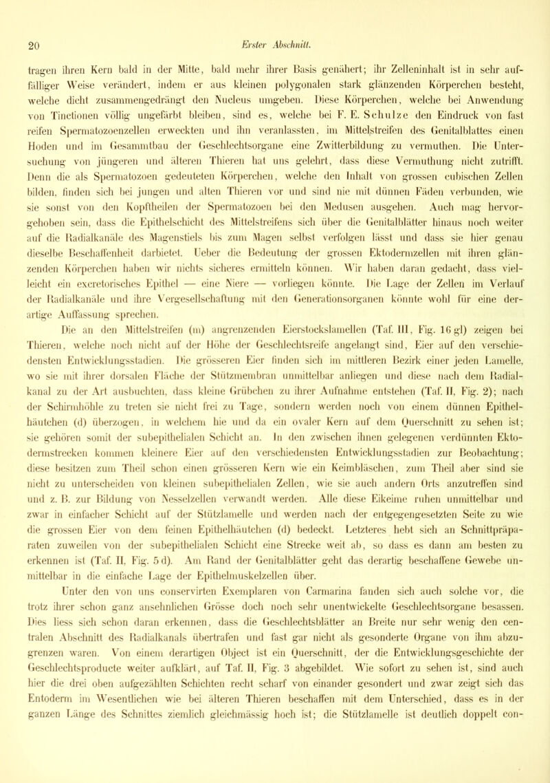 tragen ihren Kern bald in der Mitte, bald mehr ihrer Basis genähert; ihr Zelleninhalt ist in sehr auf- fälliger Weise verändert, indem er aus kleinen polygonalen stark glänzenden Körperehen besteht, welche dicht zusammengedrängt den Nucleus umgeben. Diese Körperchen, welche bei Anwendung von Tinctionen völlig ungefärbt bleiben, sind es, welche bei F. E. Schulze den Eindruck von fast reifen Spermatozoenzellen erweckten und ihn veranlassten, im Mittelstreifen des Genitalblattes einen Hoden und im Gesammtbau der Geschlechtsorgane eine Zwitterbildung zu vermuthen. Die Unter- suchung von jüngeren und älteren Thieren hat uns gelehrt, dass diese Vermuthung nicht zutrifft. Denn die als Spermatozoen gedeuteten Körperchen, welche den Inhalt von grossen eubischen Zellen bilden, finden sich bei jungen und alten Thieren vor und sind nie mit dünnen Fäden verbunden, wie sie sonst von den Kopftheilen der Spermatozoen bei den Medusen ausgehen. Auch mag hervor- gehoben sein, dass die Epithelschicht des Mittelstreifens sich über die Genitalblätter hinaus noch weiter auf die Badialkanäle des Magenstiels bis zum Magen selbst verfolgen lässt und dass sie hier genau dieselbe Beschaffenheit darbietet. Ueber die Bedeutung der grossen Ektodermzellen mit ihren glän- zenden Körperchen haben wir nichts sicheres ermitteln können. Wir haben daran gedacht, dass viel- leicht ein excretorisches Epithel — eine Niere — vorliegen könnte. Die Lage der Zellen im Verlauf der Radialkanäle und ihre Vergesellschaftung mit den Generationsorganen könnte wohl für eine der- artige Auffassung sprechen. Die an den Mittelstreifen (m) angrenzenden Eierstockslamellen (Taf. 111, Fig. 16 gl) zeigen bei Thieren, welche noch nicht auf der Höhe der Geschlechtsreife angelangt sind, Eier auf den verschie- densten Entwicklungsstadien. Die grösseren Eier finden sich im mittleren Bezirk einer jeden Lamelle, wo sie mit ihrer dorsalen Fläche der Stützmembran unmittelbar anliegen und diese nach dem Radial- kanal zu der Art ausbuchten, dass kleine Grübchen zu ihrer Aufnahme entstehen (Taf. II, Fig. 2); nach der Schirmhöhle zu treten sie nicht frei zu Tage, sondern werden noch von einem dünnen Epithel- häutchen (d) überzogen, in welchem hie und da ein ovaler Kern auf dem Querschnitt zu sehen ist; sie gehören somit der subepithelialen Schicht au. ln den zwischen ihnen gelegenen verdünnten Ekto- dermstrecken kommen kleinere Eier auf den verschiedensten Entwicklungsstadien zur Beobachtung; diese besitzen zum Theil schon einen grösseren Kern wie ein Keimbläschen, zum Theil aber sind sie nicht zu unterscheiden von kleinen subepithelialen Zellen, wie sie auch andern Orts anzutreffen sind und z. B. zur Bildung von Nesselzellen verwandt werden. Alle diese Eikeime ruhen unmittelbar und zwar in einfacher Schicht auf der Stützlamelle und werden nach der entgegengesetzten Seite zu wie die grossen Eier von dem feinen Epithelhäutchen (d) bedeckt. Letzteres hebt sich an Schnittpräpa- raten zuweilen von der subepithelialen Schicht eine Strecke weit ab, so dass es dann am besten zu erkennen ist (Taf. II, Fig. 5d). Am Rand der Genitalblätter geht das derartig beschaffene Gewebe un- mittelbar in die einfache Lage der Epithelmuskelzellen über. Unter den von uns conservirten Exemplaren von Carmarina fanden sich auch solche vor, die trotz ihrer schon ganz ansehnlichen Grösse doch noch sehr unentwickelte Geschlechtsorgane besassen. Dies liess sich schon daran erkennen, dass die Geschlechtsblätter an Breite nur sehr wenig den cen- tralen Abschnitt des Radialkanals übertrafen und fast gar nicht als gesonderte Organe von ihm abzu- grenzen waren. Von einem derartigen Object ist ein Querschnitt, der die Entwicklungsgeschichte der Geschlechtsproducte weiter aufklärt, auf Taf. II, Fig. 3 abgebildet. Wie sofort zu sehen ist, sind auch hier die drei oben aufgezählten Schichten recht scharf von einander gesondert und zwar zeigt sich das Entoderm im Wesentlichen wie bei älteren Thieren beschaffen mit dem Unterschied, dass es in der ganzen Länge des Schnittes ziemlich gleichmässig hoch ist; die Stützlamelle ist deutlich doppelt con-