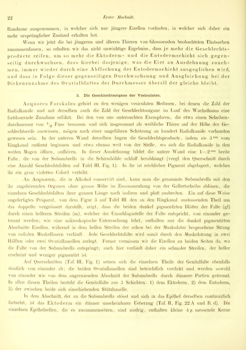 Randzone ausgenommen, in welcher sich nur jüngere Eizellen vorfinden, in welcher sich daher ein mehr ursprünglicher Zustand erhalten hat. Wenn wir jetzt die bei jüngeren und älteren Thieren von Glossocodon beobachteten Thatsachen zusammenfassen, so erhalten wir das nicht unwichtige Ergebniss, dass je mehr die Geschlechts- producte reifen, um so mehr die Ektoderm- und die Entodermschicht sich gegen- seitig durchwachsen, dass hierbei dasjenige, was die Eier an Ausdehnung zuneh- men, immer wieder durch eine Abflachung der Entodermschicht ausgeglichen wird, und dass in Folge dieser gegenseitigen Durchwachsung und Ausgleichung bei der Dickenzunahme des 0varialblattes der Durchmesser überall der gleiche bleibt. 2. Die Geschlechtsorgane der Vesiculaten. Aequorea Forskalea gehört zu den wenigen vesiculaten Medusen, bei denen die Zahl der Radialkanäle und mit derselben auch die Zahl der Geschlechtsorgane im Lauf des Wachsthums eine fortdauernde Zunahme erfährt. Bei den von uns untersuchten Exemplaren, die etwa einen Scheiben- durchmesser von J|2 Fuss besassen und sich insgesammt als weibliche Thiere auf der Höhe, der Ge- schlechtsreife auswiesen, mögen nach einer ungefähren Schätzung an hundert Radialkanäle vorhanden gewesen sein, ln der unteren Wand derselben liegen die Geschlechtsproducte, indem sie 3mm vom Ringkanal entfernt beginnen und etwa ebenso weit von der Stelle, wo sich die Radialkanäle in den weiten Magen öffnen, aufhören. In dieser Ausdehnung bildet die untere Wand eine 1—2mm breite Falte, die von der Subumbrella in die Schirmhöhle schlaff’ herabhängt (vergl. den Querschnitt durch eine Anzahl Geschlechtslälten auf Tafel III, Fig. 1). ln ihr ist reichliches Pigment abgelagert, welches ihr ein grau violettes Colorit verleiht. An Aequoreen, die in Alkohol eonservirt sind, kann man die gesammte Subumbrella mit den ihr angehörenden Organen ohne grosse Mühe im Zusammenhang von der Gallertscheibe ablösen, die einzelnen Geschlechtsfalten ihrer ganzen Länge nach isoliren und platt ausbreiten. Ein auf diese Weise angefertigtes Präparat, von dem Figur 3 auf Tafel IU den an den Ringkanal anstossenden Theil um das doppelte vergrössert darstellt, zeigt, dass die beiden dunkel pigmentirten Blätter der Falte (gl) durch einen helleren Streifen (m), welcher der Umschlagsstelle der Falte entspricht, von einander ge- trennt werden; wie eine mikroskopische Untersuchung lehrt, enthalten nur die dunkel pigmentirten Abschnitte Eizellen, während in dem hellen Streifen der schon bei der Muskulatur besprochene Strang von radialen Muskelfasern verläuft. Jede Geschlechtsfalte wird somit durch den Muskelstrang in zwei Hälften oder zwei Ovariallamellen zerlegt. Ferner vermissen wir die Eizellen zu beiden Seiten da, wo die Falte von der Subumbrella entspringt; auch hier verläuft daher ein schmaler Streifen, der heller erscheint und weniger pigmentirt ist. Auf Querschnitten (Taf. III, Fig. 1) setzen sich die einzelnen Theile der Genitalfalte ebenfalls deutlich von einander ab; die beiden Ovariallamellen sind beträchtlich verdickt und werden sowold von einander wie von dem angrenzenden Abschnitt der Subumbrella durch dünnere Partien getrennt. In allen diesen Theilen besteht die Genitalfalte aus 3 Schichten: 1) dem Ektoderm, 2) dem Entoderm, 3) der zwischen beide sich einschiebenden Stützla.melle. In dem Abschnitt, der an die Subumbrella stösst und sich in das Epithel derselben continuirlich fortsetzt, ist das Ektoderm ein dünner unscheinbarer Ueberzug (Taf. II, Fig. 22 A und B, d). Die einzelnen Epithelzellen, die es zusammensetzen, sind niedrig, enthalten kleine 4p. messende Kerne