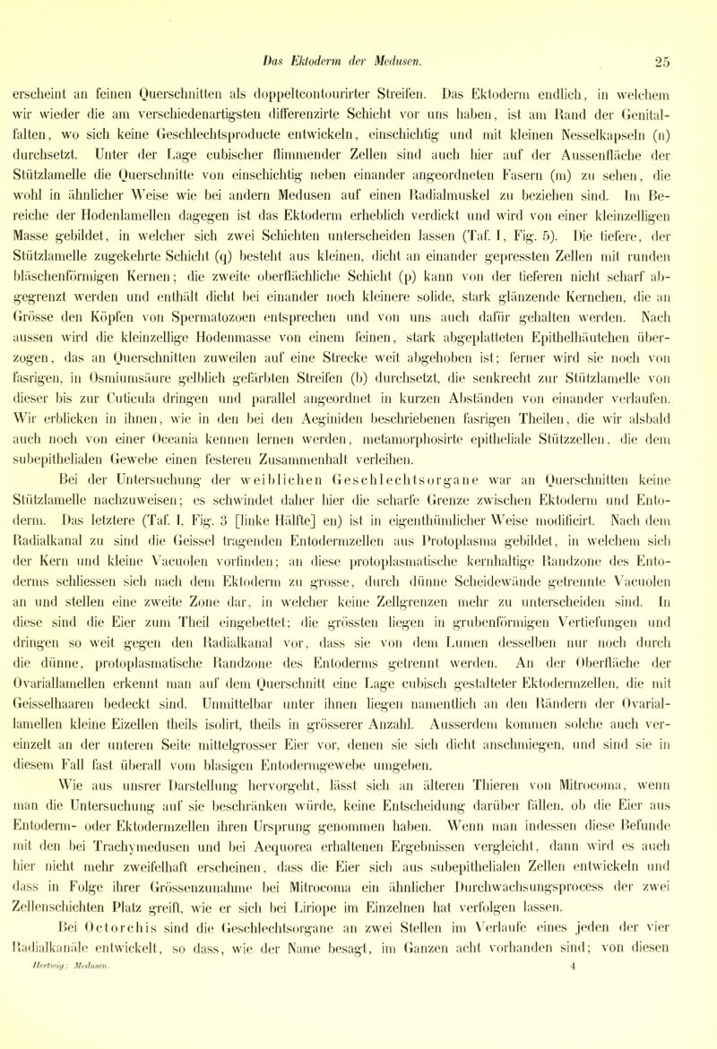 erscheint an feinen Querschnitten als doppeltcontourirter Streifen. Das Ektoderm endlich, in welchem wir wieder die am verschiedenartigsten differenzirte Schicht vor uns haben, ist am Rand der Genital- falten, wo sich keine Geschlechtsproducte entwickeln, einschichtig und mit kleinen Nesselkapseln (n) durchsetzt. Unter der Lage cubischer flimmender Zellen sind auch hier auf der Aussenfläche der Stützlamelle die Querschnitte von einschichtig neben einander angeordneten Fasern (m) zu sehen, die wohl in ähnlicher Weise wie bei andern Medusen auf einen Radialmuskel zu beziehen sind. Im Ge- reiche der Hodenlamellen dagegen ist das Ektoderm erheblich verdickt und wird von einer kleinzelligen Masse gebildet, in welcher sich zwei Schichten unterscheiden lassen (Taf. I, Fig. 5). Die tiefere, der Stützlamelle zugekehrte Schicht (q) besteht aus kleinen, dicht an einander gepressten Zellen mit runden bläschenförmigen Kernen; die zweite oberflächliche Schicht (p) kann von der tieferen nicht scharf ab- gegrenzt werden und enthält dicht bei einander noch kleinere solide, stark glänzende Kernchen, die an Grösse den Köpfen von Spennatozoen entsprechen und von uns auch dafür gehalten werden. Nach aussen wird die kleinzellige Hodenmasse von einem feinen, stark abgeplatteten Epithelhäutchen über- zogen, das an Querschnitten zuweilen auf eine Strecke weit abgehoben ist; ferner wird sie noch von fasrigen, in Osmiumsäure gelblich gefärbten Streifen (b) durchsetzt, die senkrecht zur Stützlamelle von dieser bis zur Cuticula dringen und parallel angeordnet in kurzen Abständen von einander verlaufen. Wir erblicken in ihnen, wie in den bei den Aeginiden beschriebenen fasrigen Theüen, die wir alsbald auch noch von einer Oceania kennen lernen werden, metamorphosirte epitheliale Stützzellen, die dem subepithelialen Gewebe einen festeren Zusammenhalt verleihen. Bei der Untersuchung der weiblichen Geschlechtsorgane war an Querschnitten keine Stützlamelle nachzuweisen; es schwindet daher hier die scharfe Grenze zwischen Ektoderm und Ento- derm. Das letztere (Taf. I, Fig. 3 [linke Hälfte] en) ist in eigenthümlicher Weise modificirt. Nach dem Radialkanal zu sind die Geissei tragenden Entodermzellen aus Protoplasma gebildet, in welchem sich der Kern und kleine Vacuolen vorfinden; an diese protoplasmatische kernhaltige Randzone des Ento- derms schliessen sich nach dem Ektoderm zu grosse, durch dünne Scheidewände getrennte Vacuolen an und stellen eine zweite Zone dar, in welcher keine Zellgrenzen mehr zu unterscheiden sind. In diese sind die Eier zum Theil eingebettet; die grössten liegen in grubenförmigen Vertiefungen und dringen so weit gegen den Radialkanal vor, dass sie von dem Lumen desselben nur noch durch die dünne, protoplasmatische Randzone des Entoderms getrennt werden. An der Oberfläche der Ovariallamellen erkennt man auf dem Querschnitt eine Lage cubisch gestalteter Ektodermzellen, die mit Geisselhaaren bedeckt sind. Unmittelbar unter ihnen liegen namentlich an den Rändern der Ovarial- lamellen kleine Eizellen theils isolirt, theils in grösserer Anzahl. Ausserdem kommen solche auch ver- einzelt an der unteren Seite mittelgrosser Eier vor, denen sie sich dicht anschmiegen, und sind sie in diesem Fall fast überall vom blasigen Entodermgewebe umgeben. Wie aus unsrer Darstellung hervorgeht, lässt sich an älteren Thieren von Mitrocoma, wenn man die Untersuchung auf sie beschränken würde, keine Entscheidung darüber fällen, ob die Eier aus Entoderm- oder Ektodermzellen ihren Ursprung genommen haben. Wenn man indessen diese Befunde mit den bei Trachymedusen und bei Aequorea erhaltenen Ergebnissen vergleicht, dann wird es auch hier nicht mehr zweifelhaft erscheinen, dass die Eier sich aus subepithelialen Zellen entwickeln und dass in Folge ihrer Grössenzunahme bei Mitrocoma ein ähnlicher Durchwachsungsprocess der zwei Zellenschichten Platz greift, wie er sich bei Liriope im Einzelnen hat verfolgen lassen. Bei Octorchis sind die Geschlechtsorgane an zwei Stellen im Verlaufe eines jeden der vier Radialkanäle entwickelt, so dass, wie der Name besagt, im Ganzen acht vorhanden sind; von diesen Hertviig: Medusen. 4