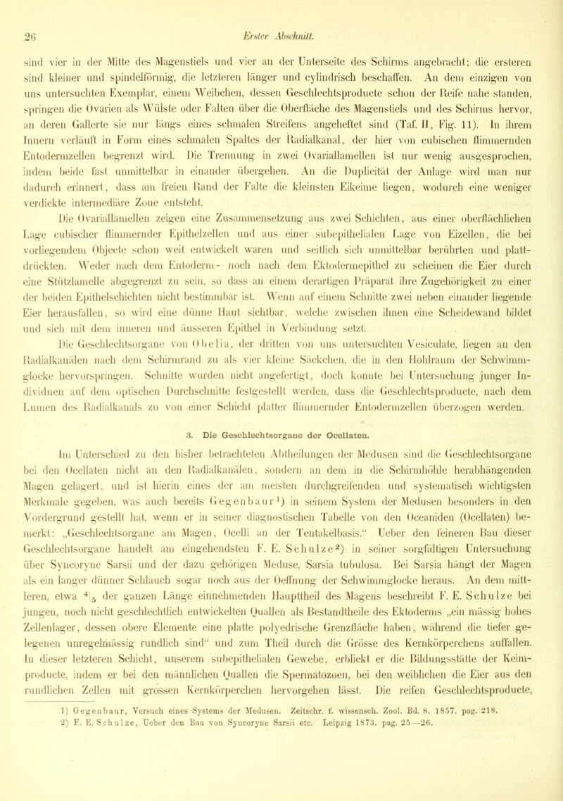 sind vier in der Mitte des Magenstiels und vier an der Unterseite des Schirms angebracht; die ersteren sind kleiner und spindelförmig, die letzteren länger und cylindrisch beschaffen. An dem einzigen von uns untersuchten Exemplar, einem Weibchen, dessen Geschlechtsproducte schon der Reife nahe standen, springen die Ovarien als Wülste oder Falten über die Oberfläche des Magenstiels und des Schirms hervor, an deren Gallerte sie nur längs eines schmalen Streifens angeheftet sind (Taf. II, Fig. 11). ln ihrem Innern verläuft in Form eines schmalen Spaltes der Radialkanal, der hier von cubischen flimmernden Entodermzellen begrenzt wird. Die Trennung in zwei Ovariallamellen ist nur wenig ausgesprochen, indem beide fast unmittelbar in einander übergehen. An die Duplicität der Anlage wird man nur dadurch erinnert, dass am freien Rand der Falte die kleinsten Eikeime liegen, wodurch eine weniger verdickte intermediäre Zone entsteht. Die Ovariallamellen zeigen eine Zusammensetzung aus zwei Schichten, aus einer oberflächlichen Lage cubischer flimmernder Epithelzellen und aus einer subepithelialen Lage von Eizellen, die bei vorliegendem Objecte schon weit entwickelt waren und seitlich sich unmittelbar berührten und platt- drückten. Weder nach dem Entoderm- noch nach dem Ektodermepithel zu scheinen die Eier durch eine Stiitzlamelle abgegrenzt zu sein, so dass an einem derartigen Präparat ihre Zugehörigkeit zu einer der beiden Epithelschichten nicht bestimmbar ist. Wenn auf einem Schnitte zwei neben einander liegende Eier herausfallen, so wird eine dünne Haut sichtbar, welche zwischen ihnen eine Scheidewand bildet und sich mit dem inneren und äusseren Epithel in Verbindung setzt. Die Geschlechtsorgane von Obelia, der dritten von uns untersuchten Vesiculate, liegen an den Radialkanälen nach dem Schirmrand zu als vier kleine Säckchen, die in den Hohlraum der Schwimm- glocke hervorspringen. Schnitte wurden nicht angefertigt, doch konnte bei Untersuchung junger In- dividuen auf dem optischen Durchschnitte festgestellt werden, dass die Geschlechtsproducte, nach dem Lumen des Radialkanals zu von einer Schicht platter flimmernder Entodermzellen überzogen werden. 3. Die Geschlechtsorgane der Oeellaten. Im Unterschied zu den bisher betrachteten Abtheilungen der Medusen sind die Geschlechtsorgane bei den Oeellaten nicht an den Radialkanälen, sondern an dem in die Schirmhöhle herabhängenden Magen gelagert, und ist hierin eines der am meisten durchgreifenden und systematisch wichtigsten Merkmale gegeben, was auch bereits Gegenbaur1) in seinem System der Medusen besonders in den Vordergrund gestellt hat, wenn er in seiner diagnostischen Tabelle von den Oceaniden (Oeellaten) be- merkt: „Geschlechtsorgane am Magen, Ocelli an der Tentakelbasis.“ Ueber den feineren Bau dieser Geschlechtsorgane handelt am eingehendsten F. E. Schulze2) in seiner sorgfältigen Untersuchung über Syncoryne Sarsii und der dazu gehörigen Meduse, Sarsia tubulosa. Bei Sarsia hängt der Magen als ein langer dünner Schlauch sogar noch aus der Oeffnung der Schwimmglocke heraus. An dem mitt- leren, etwa 4 5 der ganzen Länge einnehmenden Haupttheil des Magens beschreibt F. E. Schulze bei jungen, noch nicht geschlechtlich entwickelten Quallen als Bestandtheile des Ektoderms „ein mässig hohes Zellenlager, dessen obere Elemente eine platte polyedrische Grenzfläche haben, während die tiefer ge- legenen unregelmässig rundlich sind“ und zum Theü durch die Grösse des Kernkörperchens auffallen, ln dieser letzteren Schicht, unserem subepithelialen Gewebe, erblickt er die Bildungsstätte der Keim- producte, indem er bei den männlichen Quallen die Spermatozoen, bei den weiblichen die Eier aus den rundlichen Zellen mit grossen Kernkörperchen hervorgehen lässt. Die reifen Geschlechtsproducte, 1) Gegenbaur, Versuch eines Systems der Medusen. Zeitschr. f. vnssensch. Zool. Bd. 8. 1857. pag. 218. 2) F. E. Schulze,.lieber den Bau von Syncoryne Sarsii etc. Leipzig 1873. pag. 25—26.