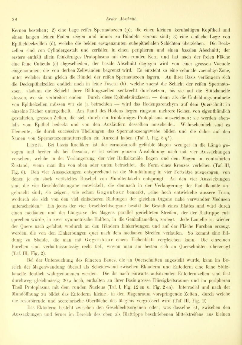 Kernen bestehen; 2) eine Lage reifer Spermatozoen (p), die einen kleinen kernhaltigen Kopftheil und einen langen feinen Faden zeigen und immer zu Bündeln vereint sind; 3) eine einfache Lage von Epitheldeckzellen (d), welche die beiden erstgenannten subepithelialen Schichten überziehen. Die Deck- zellen sind von Cylindergestalt und zerfallen in einen peripheren und einen basalen Abschnitt; der erstere enthält allein feinkörniges Protoplasma mit dem runden Kern und hat nach der freien Fläche eine feine Cuticula (c) abgeschieden, der basale Abschnitt dagegen wird von einer grossen Vacuole eingenommen, die von derben Zellwänden begrenzt wird. Es entsteht so eine schmale vacuolige Zone, unter welcher dann gleich die Bündel der reifen Spermatozoen lagern. An ihrer Basis verlängern sich die Deckepithelzellen endlich noch in feine Fasern (b), welche zuerst die Schicht der reifen Spermato- zoen, alsdann die Schicht ihrer Bildungszellen senkrecht durchsetzen, bis sie auf die Stützlamelle stossen, wo sie verbreitert enden. Durch diese Epithelstützfasern — denn als die Umbildungsproducte von Epithelzellen müssen wir sie ja betrachten — wird das Hodenparenchym auf dem Querschnitt in einzelne Fächer untergetheilt. Am Rand des Hodens liegen ringsum mehrere Reihen von eigenthümlich gestalteten, grossen Zellen, die sich durch ein trübkörniges Protoplasma auszeichnen; sie werden eben- falls vom Epithel bedeckt und von den Ausläufern desselben umscheidet. Wahrscheinlich sind es Elemente, die durch successive Theilungen das Spermatozoengewebe bilden und die daher auf den Namen von Spermatozoenmutterzellen ein Anrecht haben (Taf. I, Fig. Sq1). Lizzia. Bei Lizzia Koellikeri ist der carmoisinroth gefärbte Magen weniger in die Länge ge- zogen und breiter als bei Oceania, er ist seiner ganzen Ausdehnung nach mit vier Aussackungen versehen, welche in der Verlängerung der vier Radialkanäle liegen und dem Magen im contrahirten Zustand, wenn man ihn von oben oder unten betrachtet, die Form eines Kreuzes verleihen (Taf. III, Fig. 6). Den vier Aussackungen entsprechend ist die Mundöffnung in vier Fortsätze ausgezogen, von denen je ein stark verästeltes Büschel von Mundtentakeln entspringt. An den vier Aussackungen sind die vier Geschlechtsorgane entwickelt, die demnach in der Verlängerung der Radialkanäle an- gebracht sind; sie zeigen, wie schon Gegenbaur bemerkt, „eine hoch entwickelte äussere Form, wodurch sie sich von den viel einfacheren Bildungen der gleichen Organe nahe verwandter Medusen unterscheiden.“ Ein jedes der vier Geschlechtsorgane besitzt die Gestalt eines Blattes und wird durch einen medianen und der Längsaxe des Magens parallel gerichteten Streifen, der der Blattrippe ent- sprechen würde, in zwei symmetrische Hälften, in die Genitallamellen, zerlegt. Jede Lamelle ist wieder der Quere nach gefaltet, wodurch an den Rändern Einkerbungen und auf der Fläche Furchen erzeugt werden, die von den Einkerbungen quer nach dem medianen Streifen verlaufen. So kommt eine Bil- dung zu Stande, che man mit Gegenbaur einem Eichenblatt vergleichen kann. Die einzelnen Furchen sind verhältnissmässig recht tief, wovon man am besten sich an Querschnitten überzeugt (Taf. III, Fig. 2). Bei der Untersuchung des feineren Baues, die an Querschnitten angestellt wurde, kann im Be- reich der Magenwandung überall als Scheidewand zwischen Ektoderm und Entoclerm eine feine Stütz- lamelle deutlich wahrgenommen werden. Die ihr nach einwärts aufsitzenden Entodermzellen sind fast durchweg gleichmässig 20 ^ hoch, enthalten an ihrer Basis grosse Flüssigkeitsräume und im peripheren Theil Protoplasma mit dem runden Nucleus (Taf. I, Fig. 12 en u. Fig. 2 en). Interradial und nach der Mundöffnung zu bildet das Entoclerm kleine, in den Magenraum vorspringende Zotten, durch welche die resorbirende und secretorische Oberfläche des Magens vergrössert wird (Taf. III, Fig. 2). Das Ektoderm besteht zwischen den Geschlechtsorganen oder, was dasselbe ist, zwischen den Aussackungen und ferner im Bereich des oben als Blattrippe beschriebenen Mittelstreifens aus kleinen