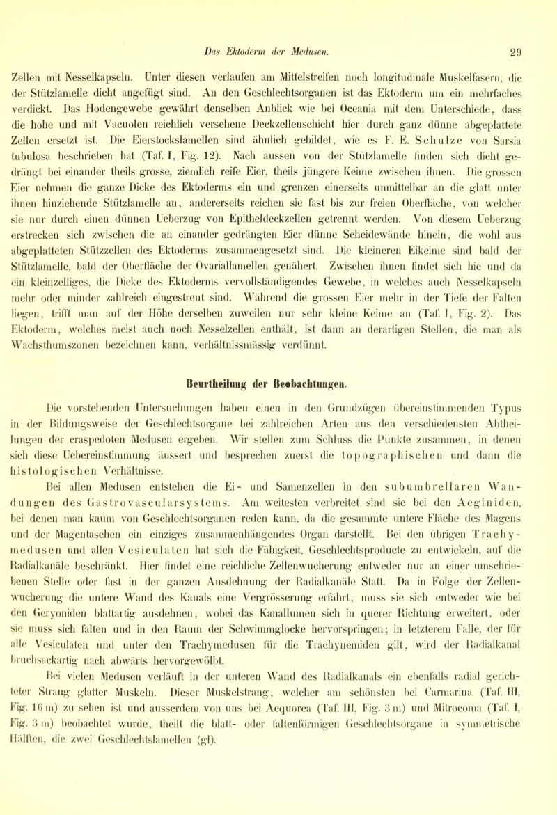 Zellen mit IN esselkapsel n. Unter diesen verlaufen am Mittelstreifen noch longitudinale Muskelfasern, die der Stützlamelle dicht angefügt sind. An den Geschlechtsorganen ist das Ektoderm um ein mehrfaches verdickt. Das Hodengewebe gewährt denselben Anblick wie bei Oceania mit dem Unterschiede, dass die hohe und mit Vacuolen reichlich versehene Deckzellenschicht hier durch ganz dünne abgeplattete Zellen ersetzt ist. Die Eierstockslamellen sind ähnlich gebildet, wie es F. E. Schulze von Sarsia tubulosa beschrieben hat (Taf. I, Fig. 12). Nach aussen von der Stützlamelle linden sich dicht ge- drängt bei einander theils grosse, ziemlich reife Eier, theils jüngere Keime zwischen ihnen. Die grossen Eier nehmen die ganze Dicke des Ektoderms ein und grenzen einerseits unmittelbar an die glatt unter ihnen hinziehende Stützlamelle an, andererseits reichen sie fast bis zur freien Oberfläche, von welcher sie nur durch einen dünnen Ueberzug von Epitheldeckzellen getrennt werden. Von diesem Ueberzug erstrecken sich zwischen die an einander gedrängten Eier dünne Scheidewände hinein, die wohl aus abgeplatteten Stützzellen des Ektoderms zusammengesetzt sind. Die kleineren Eikeime sind bald der Stützlamelle, bald der Oberfläche der Ovariallamellen genähert. Zwischen ihnen findet sich hie und da ein kleinzelliges, die Dicke des Ektoderms vervollständigendes Gewebe, in welches auch Nesselkapseln mehr oder minder zahlreich eingestreut sind. Während die grossen Eier mehr in der Tiefe der Falten liegen, trifft man auf der Höhe derselben zuweilen nur sehr kleine Keime an (Taf. 1, Fig. 2). Das Ektoderm, welches meist auch noch Nesselzellen enthält, ist dann an derartigen Stellen, die man als Wachsthumszonen bezeichnen kann, verhältnissmässig verdünnt. ßcurtkeilung der Beobachtungen. Die vorstehenden Untersuchungen haben einen in den Grundzügen übereinstimmenden Typus in der Bildungsweise der Geschlechtsorgane bei zahlreichen Arten aus den verschiedensten Abthei- lungen der craspedoten Medusen ergeben. Wir stellen zum Schluss die Punkte zusammen, in denen sich diese Uebereinstimmung äussert und besprechen zuerst die topographischen und dann die histologischen Verhältnisse. Bei allen Medusen entstehen die Ei- und Samenzellen in den subumbrellaren Wan- dungen des Gastrovascularsystems. Am weitesten verbreitet sind sie bei den Aeginiden, bei denen man kaum von Geschlechtsorganen reden kann, da die gesammte untere Fläche des Magens und der Magentaschen ein einziges zusammenhängendes Organ darstellt. Bei den übrigen Trachy- medusen und allen Vesiculaten hat sich die Fähigkeit, Geschlechtsproducte zu entwickeln, auf die Radialkanäle beschränkt. Hier findet eine reichliche Zellenwucherung entweder nur an einer umschrie- benen Stelle oder fast in der ganzen Ausdehnung der Radialkanäle Statt. Da in Folge der Zellen- wucherung die untere Wand des Kanals eine Vergrösserung erfährt, muss sie sich entweder wie bei den Geryoniden blattartig ausdehnen, wobei das Kanallumen sich in querer Richtung erweitert, oder sie muss sich falten und in den Raum der Schwimmglocke hervorspringen; in letzterem Falle, der für alle Vesiculaten und unter den Trachymedusen für die Trachynemiden gilt, wird der Radialkanal bruchsackartig nach abwärts hervorgewölbt. Bei vielen Medusen verläuft in der unteren Wand des Radialkanals ein ebenfalls radial gerich- teter Strang glatter Muskeln. Dieser Muskelstrang, welcher am schönsten bei Carmarina (Taf. III, Fig. 16 m) zu sehen ist und ausserdem von uns bei Aequorea (Taf. III, Fig. 3 m) und Mitrocoma (Taf. I, Fig. 3 m) beobachtet wurde, theilt die blatt- oder faltenförmigen Geschlechtsorgane in symmetrische Hälften, die zwei Geschlechtslamellen (gl).