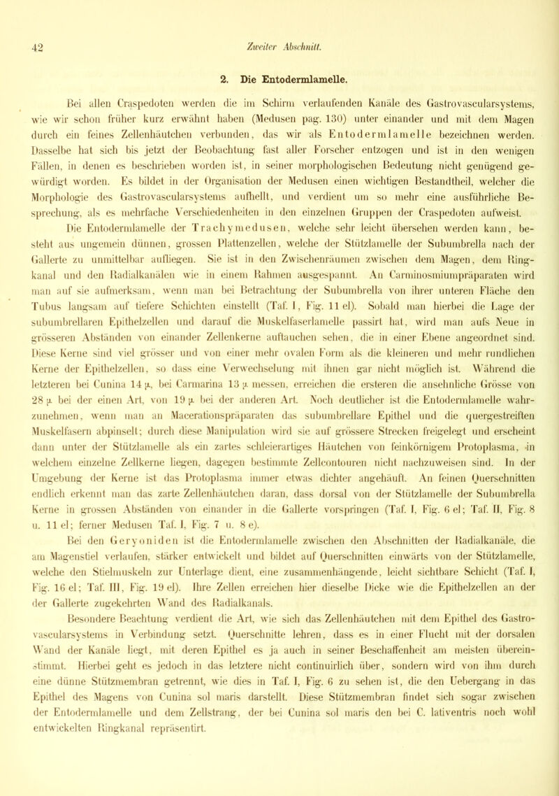 2. Die Entodermlamelle. Bei allen Craspedoten werden die im Schirm verlaufenden Kanäle des Gastro vascularsystems, wie wir schon früher kurz erwähnt haben (Medusen pag. 130) unter einander und mit dem Magen durch ein feines Zellenhäutchen verbunden, das wir als Entodermlamelle bezeichnen werden. Dasselbe hat sich bis jetzt der Beobachtung fast aller Forscher entzogen und ist in den wenigen Fällen, in denen es beschrieben worden ist, in seiner morphologischen Bedeutung nicht genügend ge- würdigt worden. Es bildet in der Organisation der Medusen einen wichtigen Bestandtheil, welcher die Morphologie des Gastro vascularsystems aufhellt, und verdient um so mehr eine ausführliche Be- sprechung, als es mehrfache Verschiedenheiten in den einzelnen Gruppen der Craspedoten aufweist. Die Entodermlamelle der Trachymedusen, welche sehr leicht übersehen werden kann, be- steht aus ungemein dünnen, grossen Plattenzellen, welche der Stützlamelle der Subumbrella nach der Gallerte zu unmittelbar aufliegen. Sie ist in den Zwischenräumen zwischen dem Magen, dem Ring- kana] und den Radialkanälen wie in einem Rahmen ausgespannt. An Carminosmiumpräparaten wird man auf sie aufmerksam, wenn man bei Betrachtung der Subumbrella von ihrer unteren Fläche den Tubus langsam auf tiefere Schichten einstellt (Taf. I, Fig. 11 el). Sobald man hierbei die Lage der subumbrellaren Epithelzellen und darauf die Muskelfaserlamelle passirt hat, wird man aufs Neue in grösseren Abständen von einander Zellenkerne auftauchen sehen, die in einer Ebene angeordnet sind. Diese Kerne sind viel grösser und von einer mehr ovalen Form als die kleineren und mehr rundlichen Kerne der Epithelzellen, so dass eine Verwechselung mit ihnen gar nicht möglich ist. Während die letzteren bei Cunina 14 g, bei Carmarina 13 ;jl messen, erreichen die ersteren die ansehnliche Grösse von 28 g bei der einen Art, von 19 g bei der anderen Art. Noch deutlicher ist die Entodermlamelle wahr- zunehmen, wenn man an Macerationspräparaten das subumbrellare Epithel und die quergestreiften Muskelfasern abpinselt; durch diese Manipulation wird sie auf grössere Strecken freigelegt und erscheint dann unter der Stützlamelle als ein zartes schleierartiges Häutchen von feinkörnigem Protoplasma, «in welchem einzelne Zellkerne liegen, dagegen bestimmte Zellcontouren nicht nachzuweisen sind, ln der Umgebung der Kerne ist das Protoplasma immer etwas dichter angehäuft. An feinen Querschnitten endlich erkennt man das zarte Zellenhäutchen daran, dass dorsal von der Stützlamelle der Subumbrella Kerne in grossen Abständen von einander in die Gallerte vorspringen (Taf. I, Fig. 6 el; Taf. 11, Fig. 8 u. 11 el; ferner Medusen Taf. I, Fig. 7 u. 8 e). Bei den Geryoniden ist die Entodermlamelle zwischen den Abschnitten der Radialkanäle, die am Magenstiel verlaufen, stärker entwickelt und bildet auf Querschnitten einwärts von der Stützlamelle, welche den Stielmuskeln zur Unterlage dient, eine zusammenhängende, leicht sichtbare Schicht (Taf. I, Fig. 16 el; Taf. III, Fig. 19 el). Ihre Zellen erreichen hier dieselbe Dicke wie die Epithelzellen an der der Gallerte zugekehrten Wand des Radialkanals. Besondere Beachtung verdient die Art, wie sich das Zellenhäutchen mit dem Epithel des Gastro- vascularsystems in Verbindung setzt. Querschnitte lehren, dass es in einer Flucht mit der dorsalen Wand der Kanäle liegt, mit deren Epithel es ja auch in seiner Beschaffenheit am meisten überein- stimmt. Hierbei geht es jedoch in das letztere nicht continuirlich über, sondern wird von ihm durch eine dünne Stützmembran getrennt, wie dies in Taf. I, Fig. 6 zu sehen ist, die den Uebergang in das Epithel des Magens von Cunina sol maris darstellt. Diese Stützmembran findet sich sogar zwischen der Entodermlamelle und dem Zellstrang, der bei Cunina sol maris den bei C. lativentris noch wohl entwickelten Ringkanal repräsentirt.