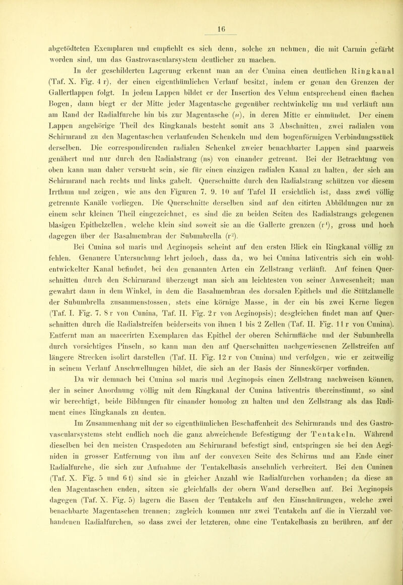 abgeleiteten Exemplaren und empfiehlt es sich denn, solche zu nehmen, die mit Carmin gefärbt worden sind, um das Gastro vascularsystem deutlicher zu machen. In der geschilderten Lagerung erkennt man an der Cunina einen deutlichen Ring kan al (Taf. X. Fig. 4 r), der einen eigentümlichen Verlauf besitzt, indem er genau den Grenzen der Gallertlappen folgt. In jedem Lappen bildet er der Insertion des Velum entsprechend einen flachen Bogen, dann biegt er der Mitte jeder Magentasche gegenüber rechtwinkelig um und verläuft nun am Rand der Radialfurche hin bis zur Magentasche (,«), in deren Mitte er einmündet. Der einem Lappen angehörige Theil des Ringkanals besteht somit ans 3 Abschnitten, zwei radialen vom Schirmrand zu den Magentaschen verlaufenden Schenkeln und dem bogenförmigen Verbindungsstück derselben. Die correspondirenden radialen Schenkel zweier benachbarter Lappen sind paarweis genähert und nur durch den Radialstrang (ns) von einander getrennt. Bei der Betrachtung von oben kann man daher versucht sein, sie für einen einzigen radialen Kanal zu halten, der sich am Schirmrand nach rechts und links gabelt. Querschnitte durch den Radialstrang schützen vor diesem Irrthum und zeigen, wie aus den Figuren 7. 9. 10 auf Tafel II ersichtlich ist, dass zwei völlig getrennte Kanäle vorliegen. Die Querschnitte derselben sind auf den citirten Abbildungen nur zu einem sehr kleinen Theil eingezeichnet, es sind die zu beiden Seiten des Radialstrangs gelegenen blasigen Epithelzellen, welche klein sind soweit sie an die Gallerte grenzen (r1), gross und hoch dagegen über der Basalmembran der Subumbrella (r2). Bei Cunina sol maris und Aeginopsis scheint auf den ersten Blick ein Ringkanal völlig zu fehlen. Genauere Untersuchung lehrt jedoch, dass da, wo bei Cunina lativentris sich ein wohl- entwickelter Kanal befindet, bei den genannten Arten ein Zellstrang verläuft. Auf feinen Quer- schnitten durch den Schirmrand überzeugt man sich am leichtesten von seiner Anwesenheit; man gewahrt dann in dem Winkel, in dem die Basalmembran des dorsalen Epithels und die Stützlamelle der Subumbrella zusammenstossen, stets eine körnige Masse, in der ein bis zwei Kerne liegen (Taf. I. Fig. 7. 8r von Cunina, Taf. II. Fig. 2r von Aeginopsis); desgleichen findet man auf Quer- schnitten durch die Radialstreifen beiderseits von ihnen 1 bis 2 Zellen (Taf. II. Fig. 11 r von Cunina). Entfernt man an macerirten Exemplaren das Epithel der oberen Schirmfläche und der Subumbrella durch vorsichtiges Pinseln, so kann man den auf Querschnitten nachgewiesenen Zellstreifen auf längere Strecken isolirt darstellen (Taf. II. Fig. 12 r von Cunina) und verfolgen, wie er zeitweilig in seinem Verlauf Anschwellungen bildet, die sich an der Basis der Sinneskörper vorfinden. Da wir demnach bei Cunina sol maris und Aeginopsis einen Zellstrang nachweisen können, der in seiner Anordnung völlig mit dem Ringkanal der Cunina lativentris übereinstimmt, so sind wir berechtigt, beide Bildungen für einander homolog zu halten und den Zellstrang als das Rudi- ment eines Ringkanals zu deuten. Im Zusammenhang mit der so eigentliümlichen Beschaffenheit des Schirmrands und des Gastro- vascularsystems steht endlich noch die ganz abweichende Befestigung der Tentakeln. Während dieselben bei den meisten Craspedoten am Schirmrand befestigt sind, entspringen sie bei den Aegi- niden in grosser Entfernung von ihm auf der convexen Seite des Schirms und am Ende einer Radialfurche, die sich zur Aufnahme der Tentakelbasis ansehnlich verbreitert. Bei den Cuninen (Taf. X. Fig. 5 und 61) sind sie in gleicher Anzahl wie Radialfurchen vorhanden; da diese an den Magentaschen enden, sitzen sie gleichfalls der obern Wand derselben auf. Bei Aeginopsis dagegen (Taf. X. Fig. 5) lagern die Basen der Tentakeln auf den Einschnürungen, welche zwei benachbarte Magentaschen trennen; zugleich kommen nur zwei Tentakeln auf die in Vierzahl vor- handenen Radialfurchen, so dass zwei der letzteren, ohne eine Tentakelbasis zu berühren, auf der